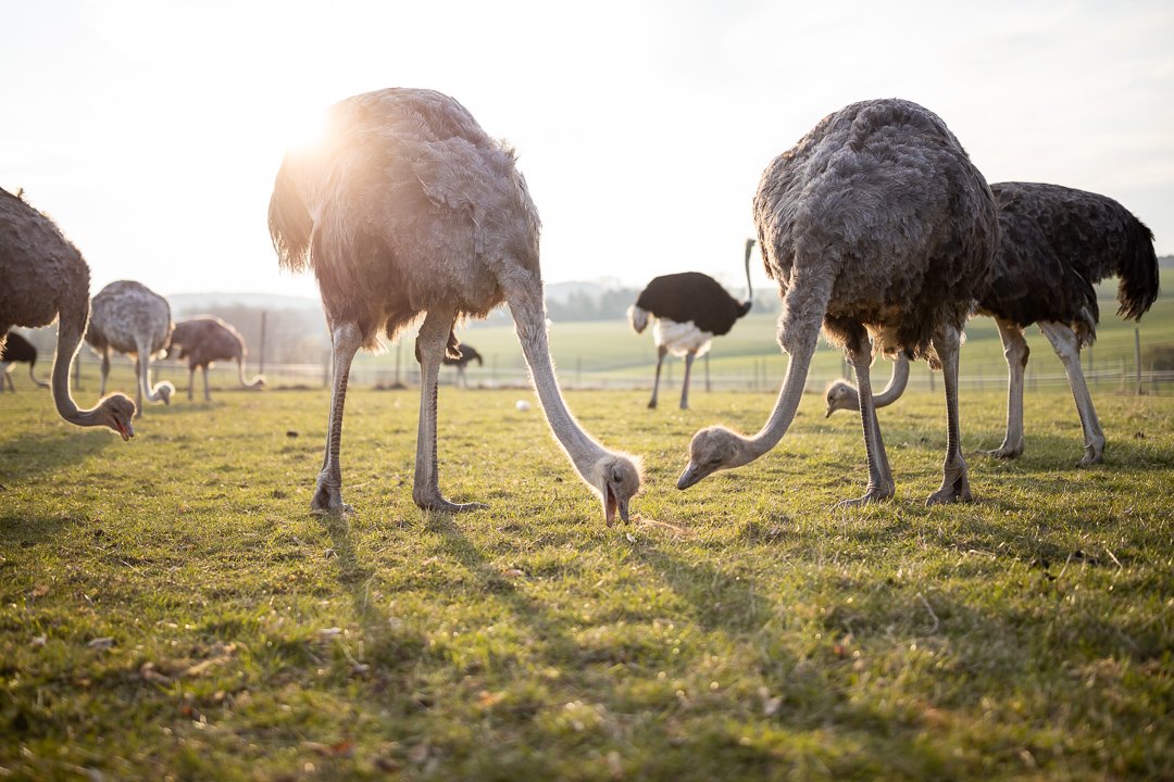 45861838_2019-04-06 19-01-00 1R6A2253.jpg