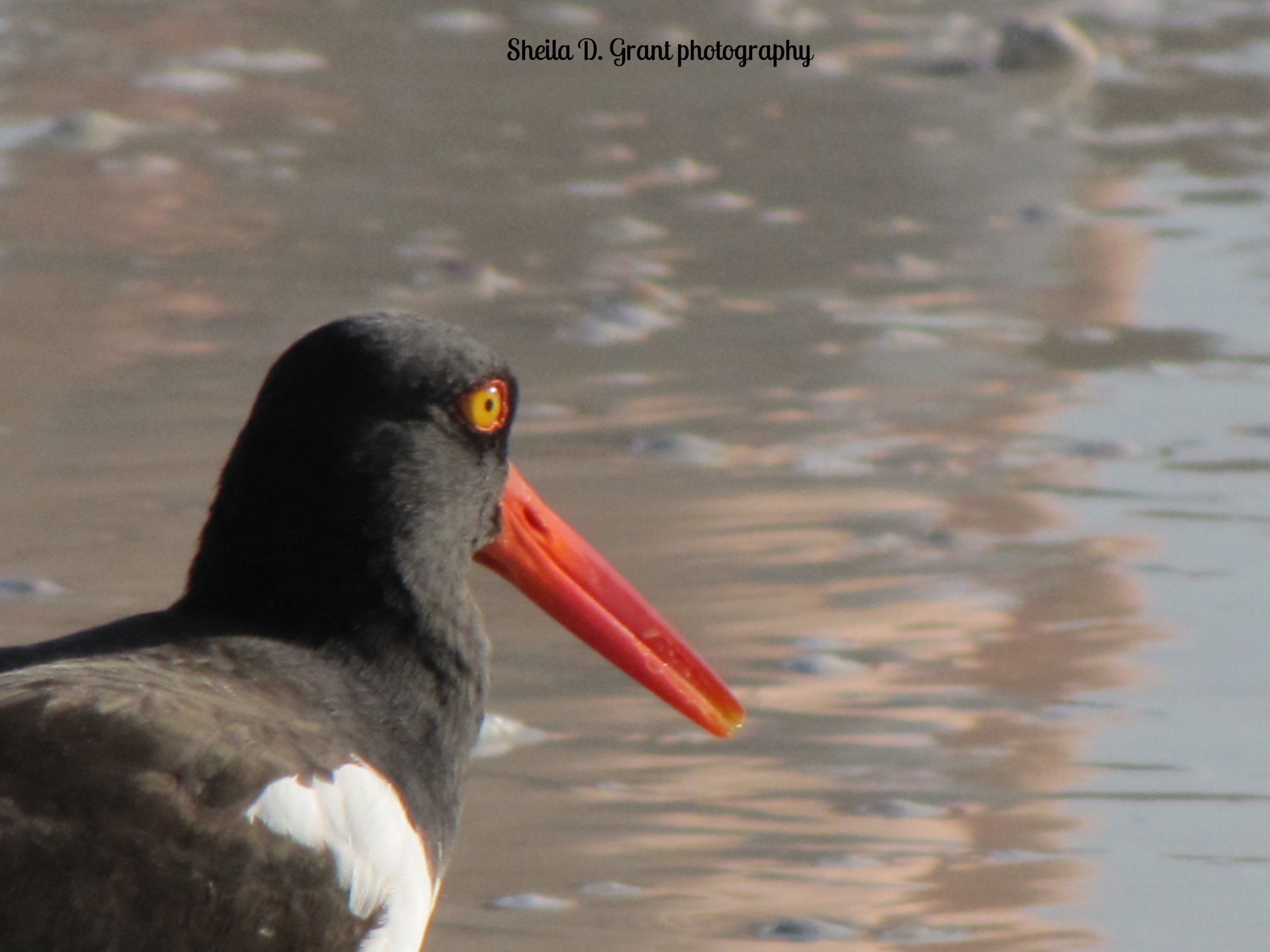 American Oystercatcher Seeks Dinner.JPG