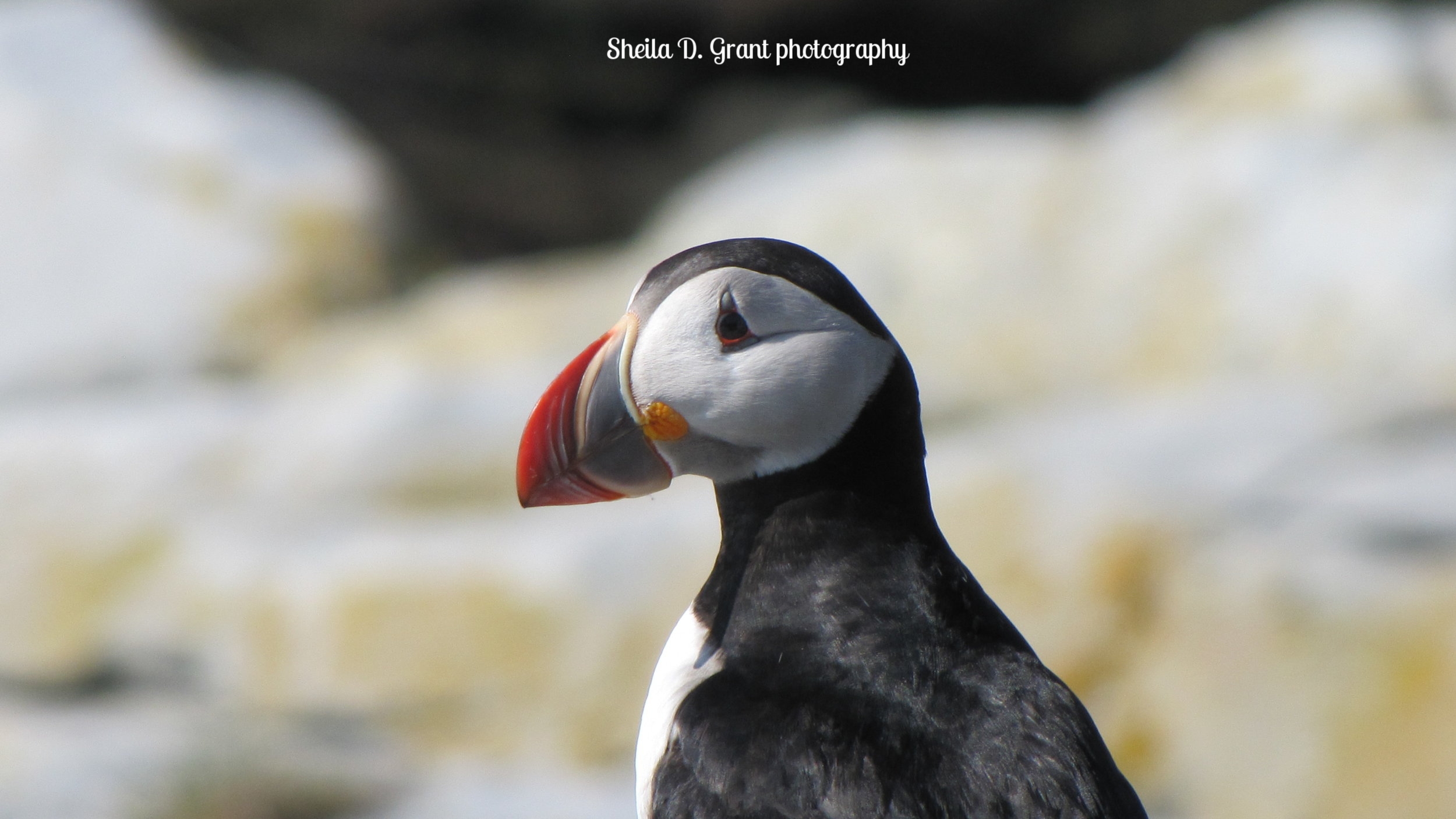 Puffin Close Up.jpg