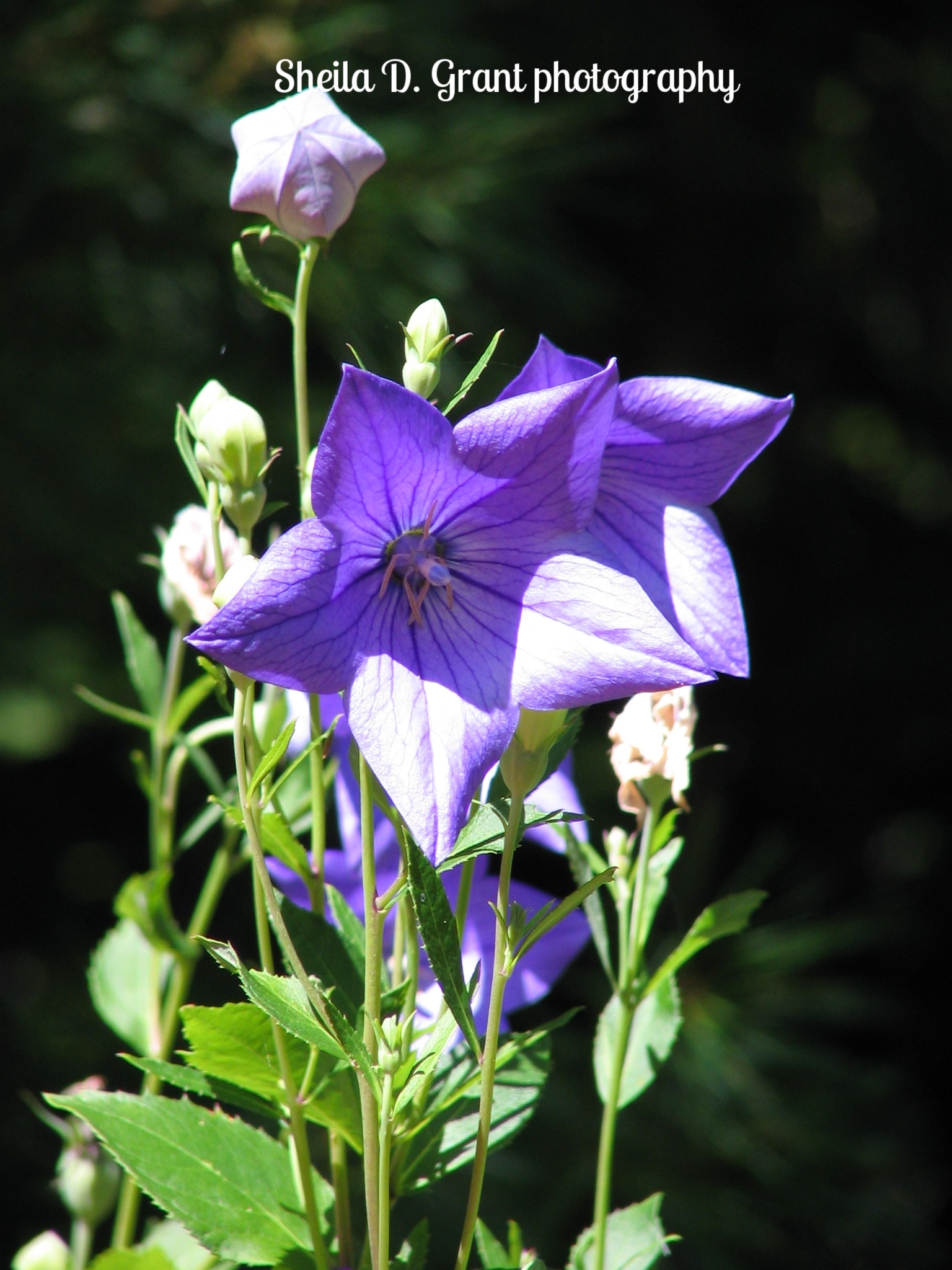 Balloon Flowers.JPG