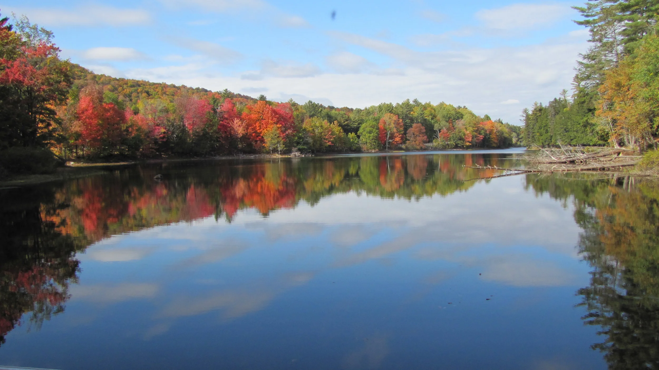 Foliage Reflection.JPG