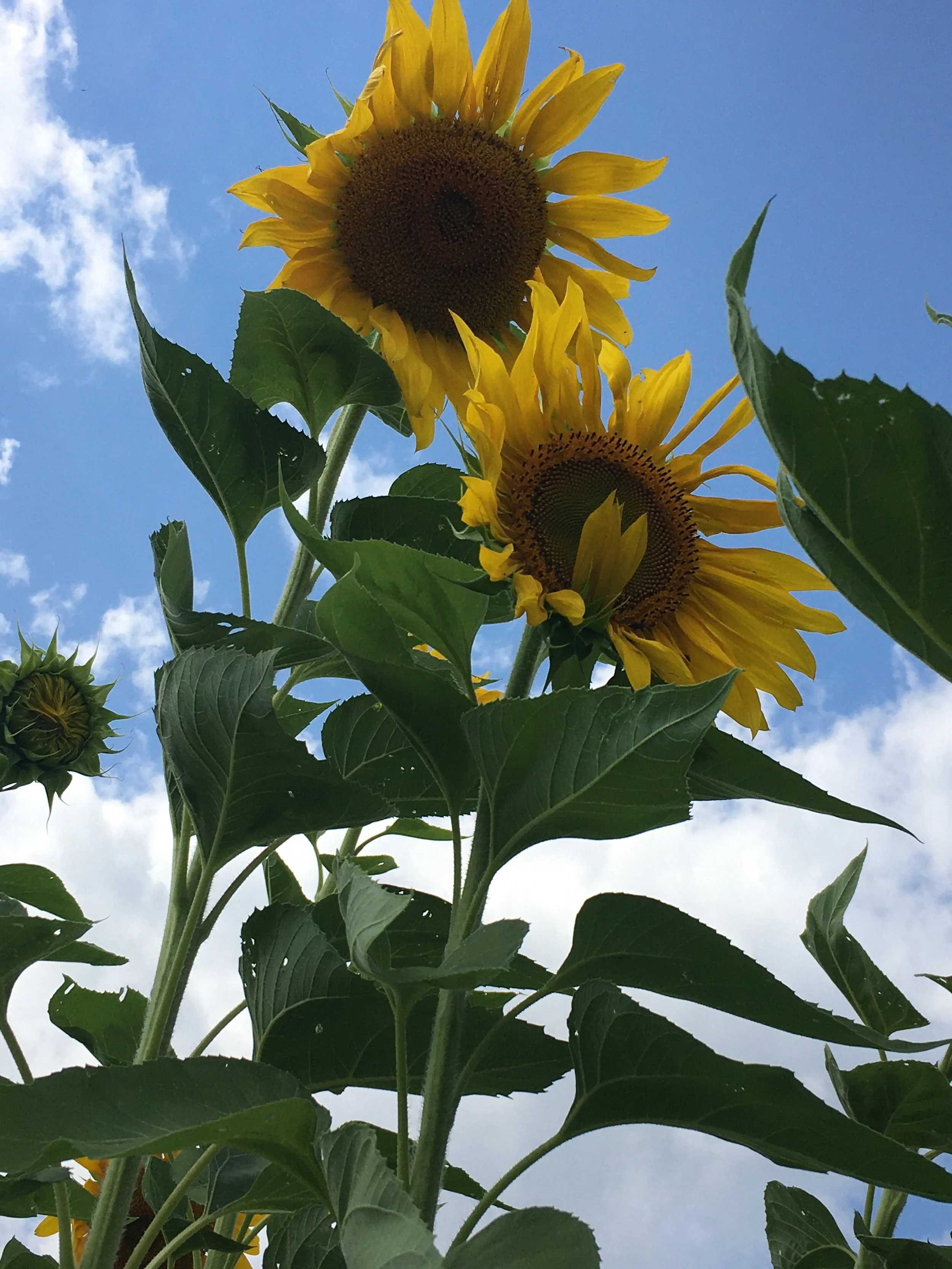 Events at the Farm — Pittsford Village Farm