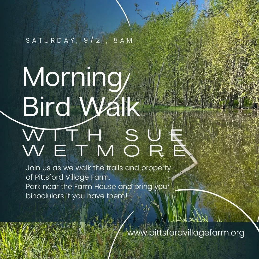 Bird Walk with Sue Wetmore