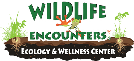 Wildlife Encounters