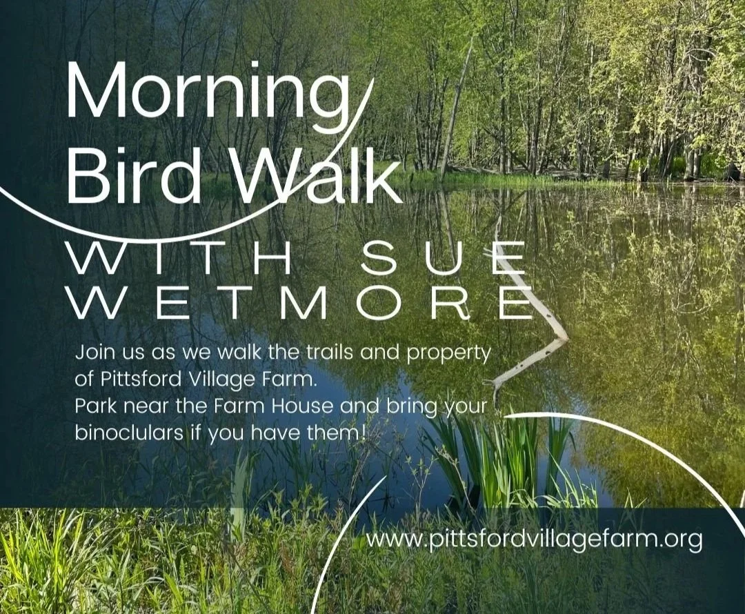 Bird Walk with Sue Wetmore