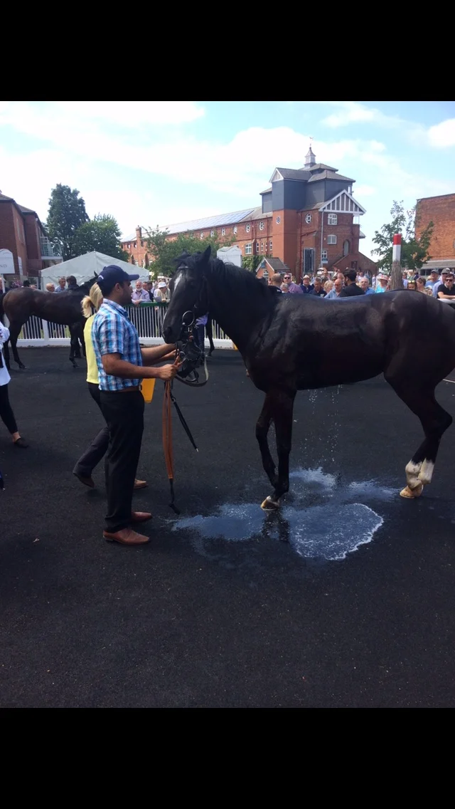 Thirsk 4th July - Win for Prince Elzaam