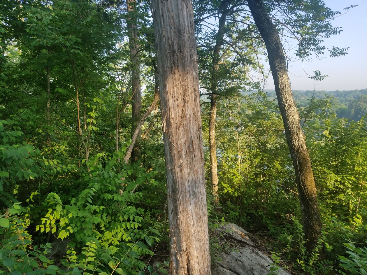 Mencer's Tree Service