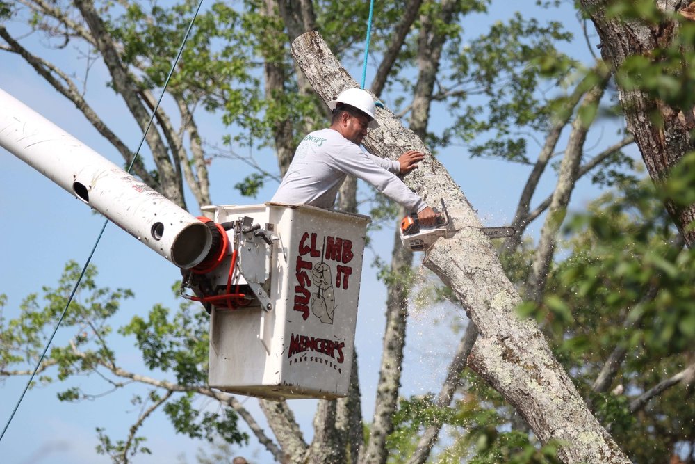 Tree Removal Fort Worth