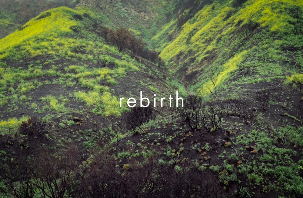 rebirthcover.jpg
