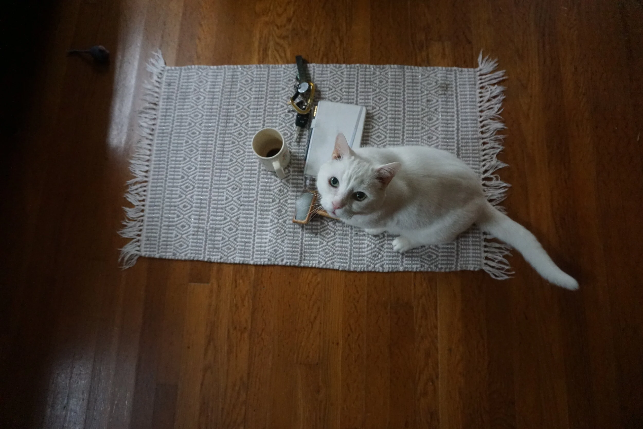 DSC03885.JPG