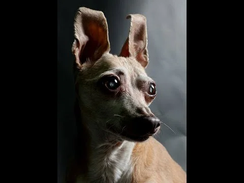 xoloitzcuintli google translate