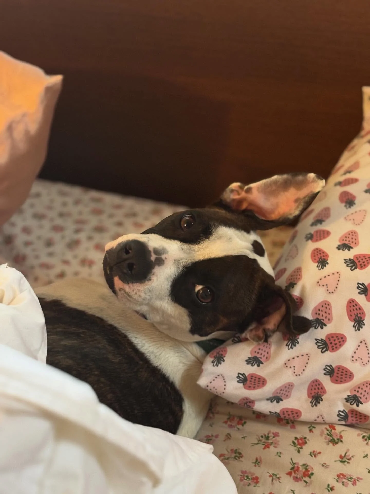 Unqualified therapy dog/emotional damage animal appreciation post