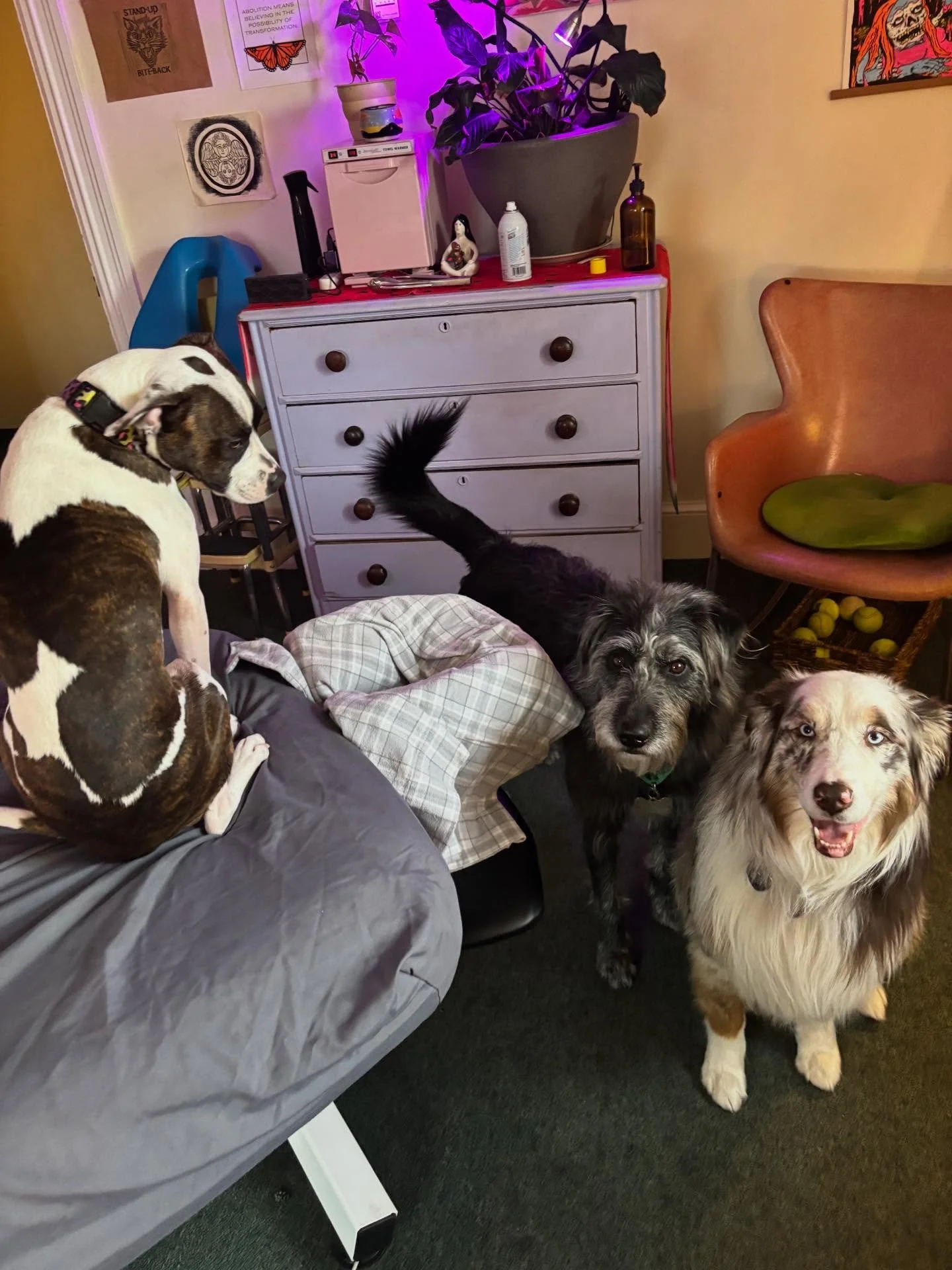 Google &ldquo;Napoleon Complex&rdquo; and you&rsquo;ll get a picture of Cookie