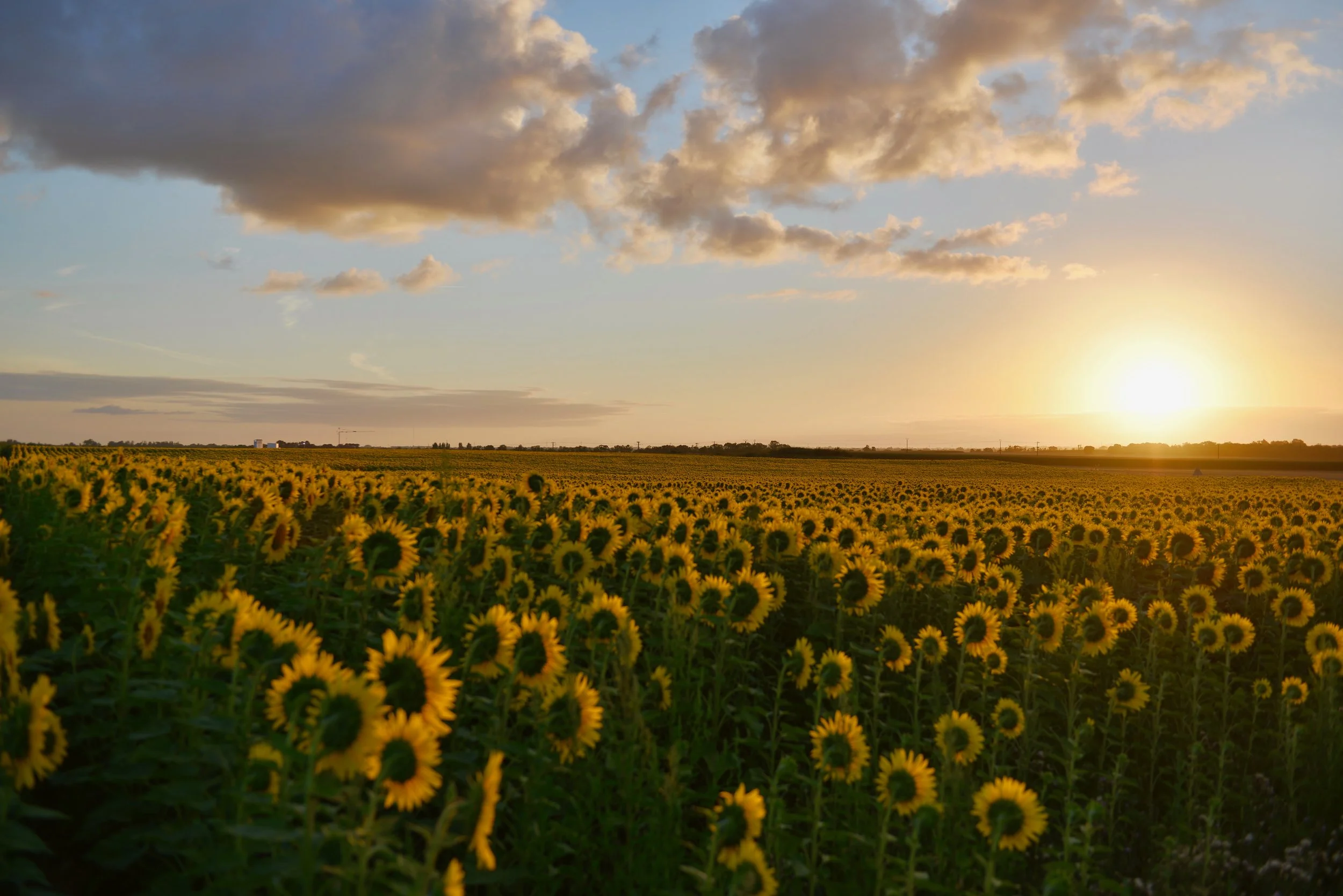 agriculture-bright-clouds-849403.jpg