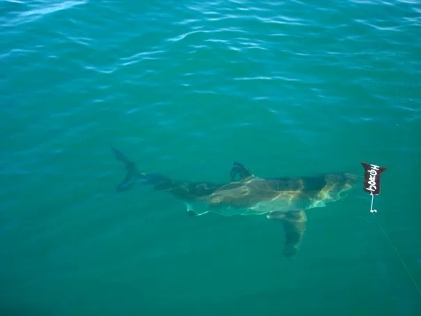 greatwhiteshark-lindsaylewis.jpg