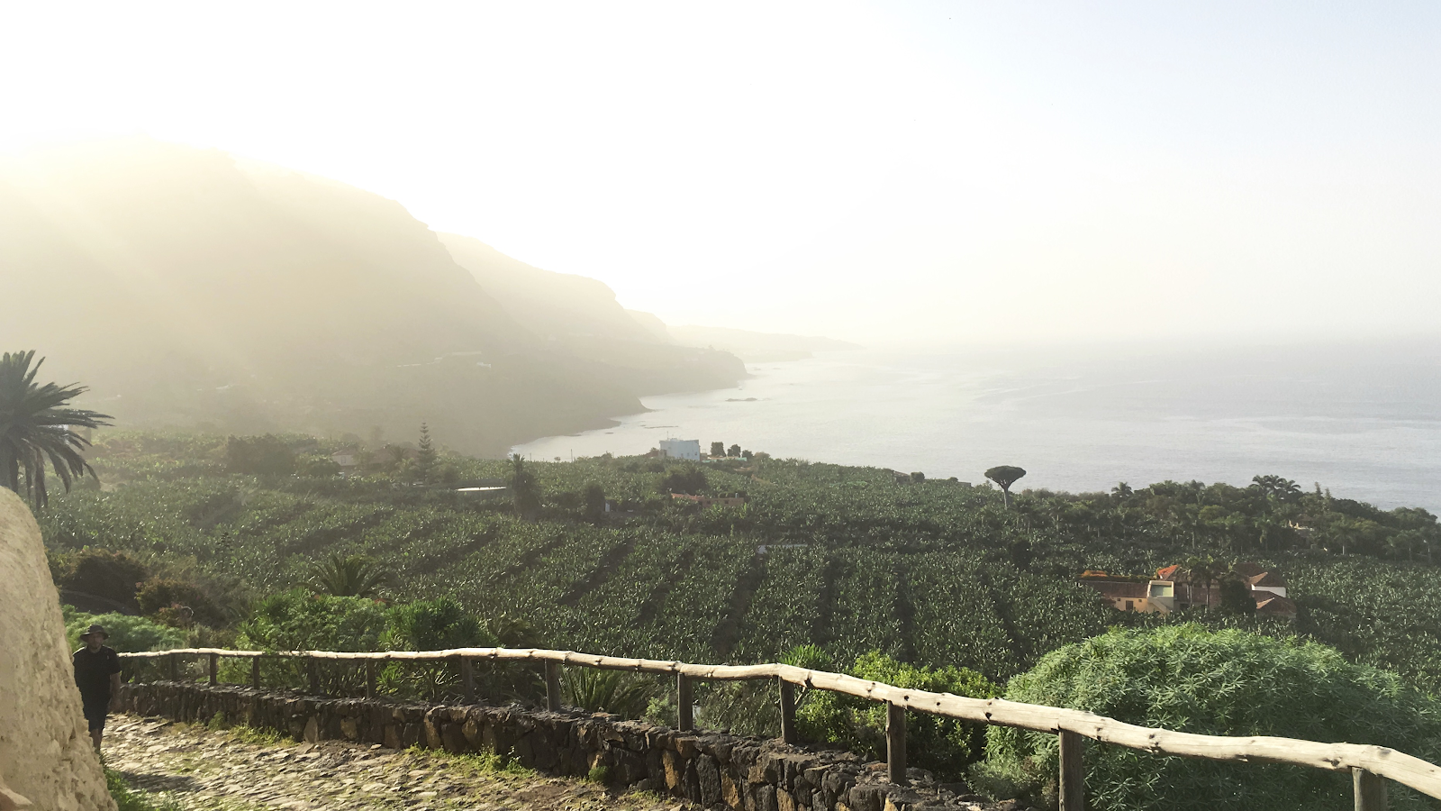 View of a banana plantation located in the north of Tenerife.