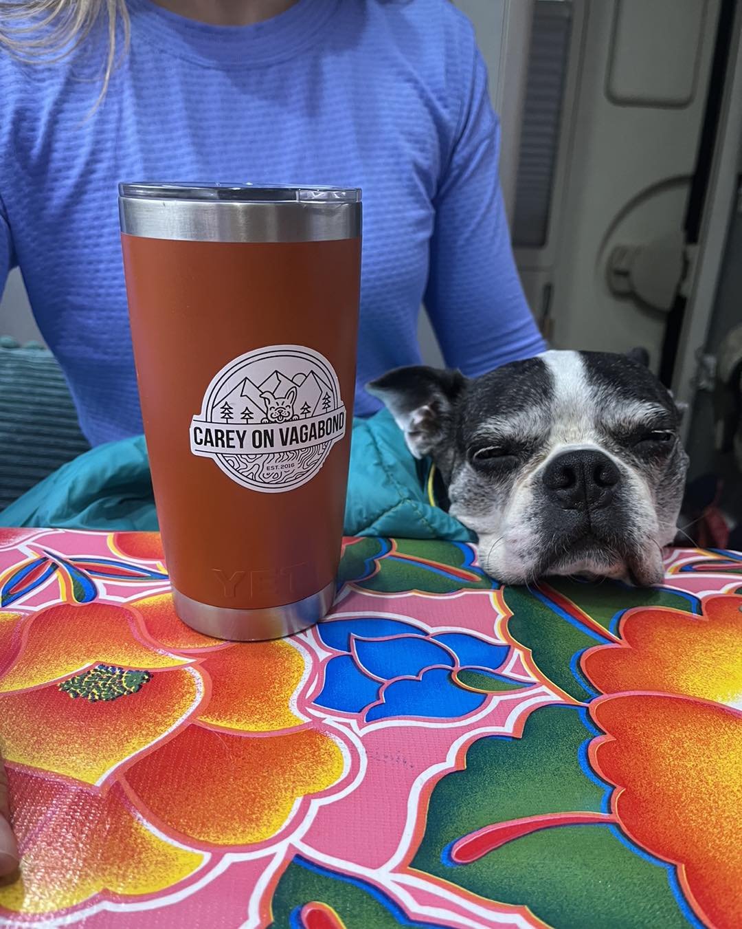 🐶🥰 #bostonterrier #btlove #bostonterriersofinstagram #optoutside #squishyfacecrew #dogsofinstagram #campingwithdogs #adventuredog #travelingwithdogs #getoutside #vagabonddog #happygirl #greenbeanqueen #careyon #adventurepup #getlost #bostonsaretheb