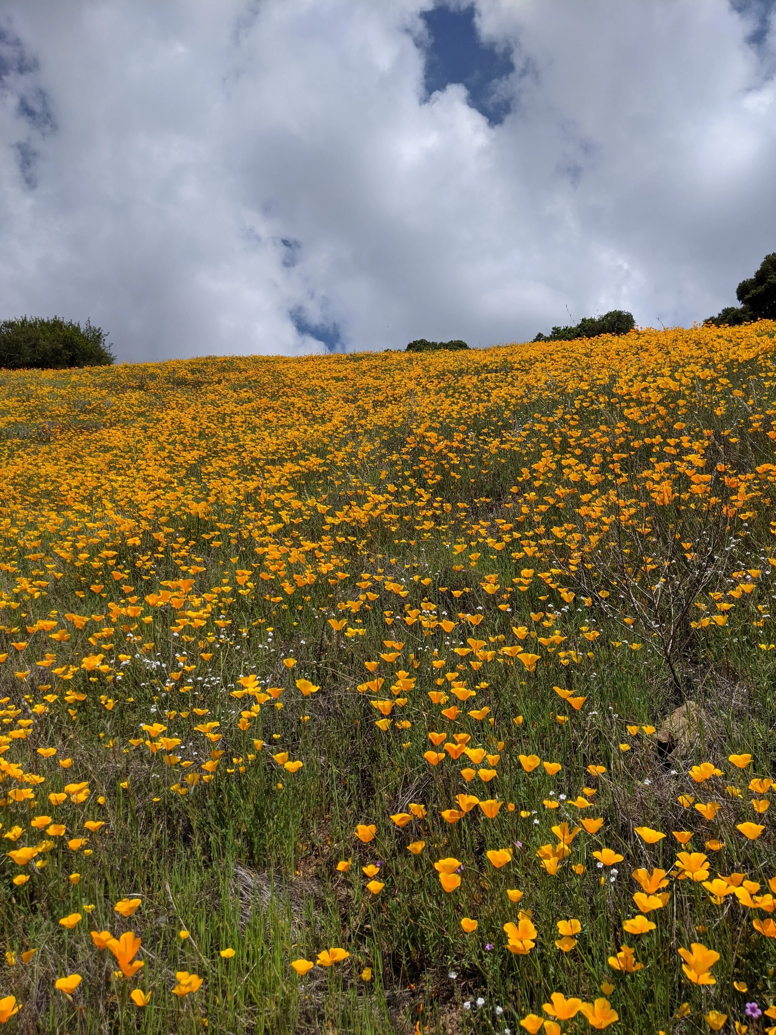 Poppies.jpg