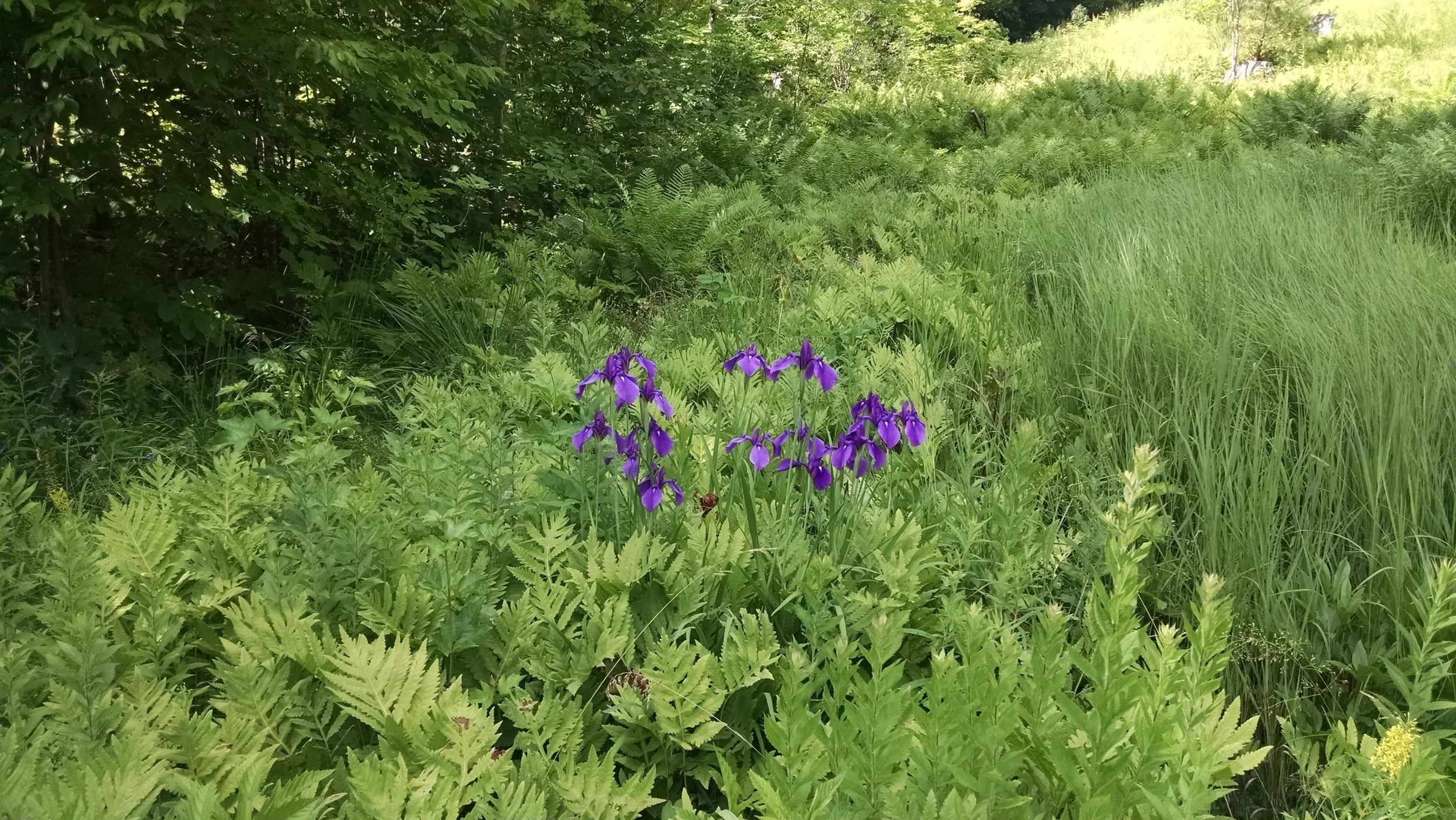 wild orchids Moore Creek.jpg