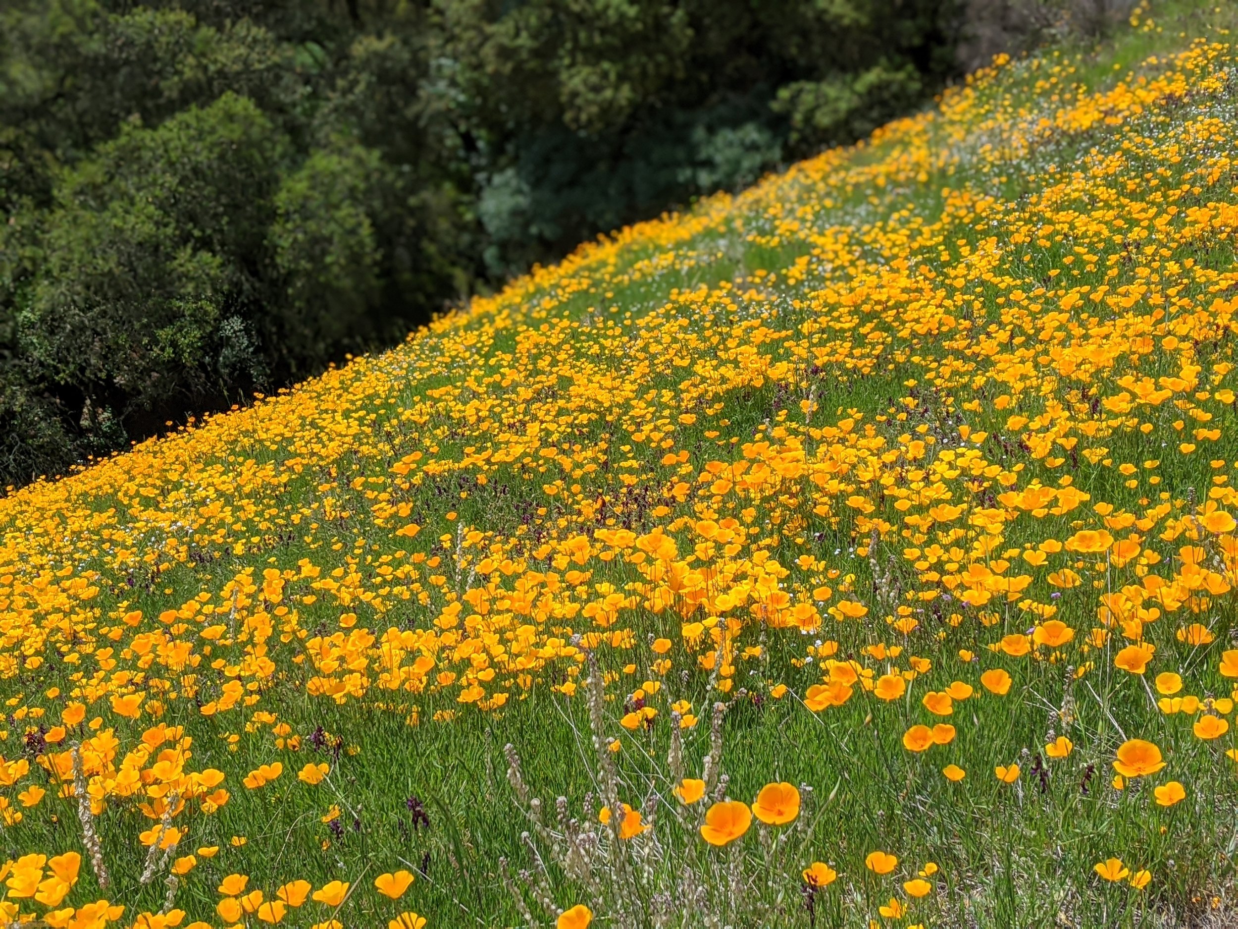 Poppy close up.jpg