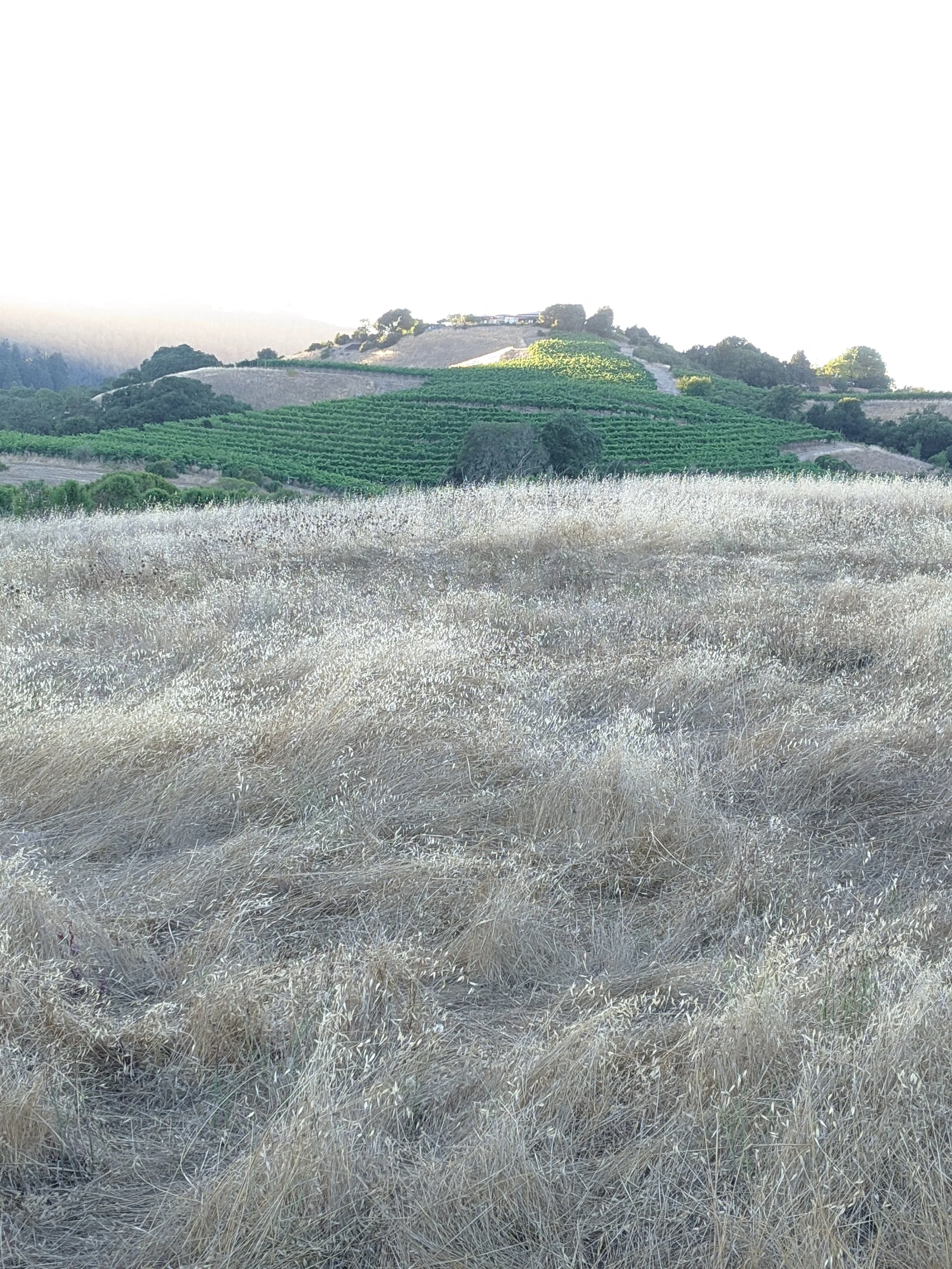 Vineyard Alston.jpg