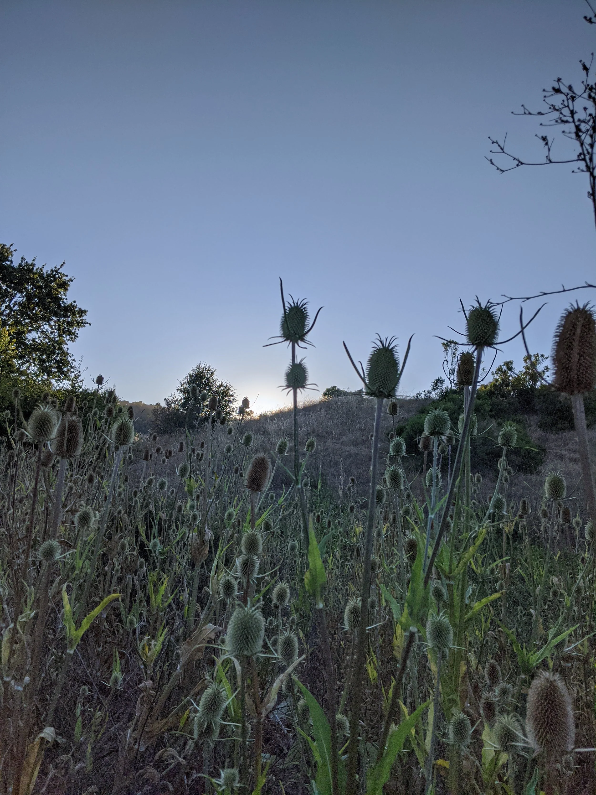 Alston Dusk.jpg