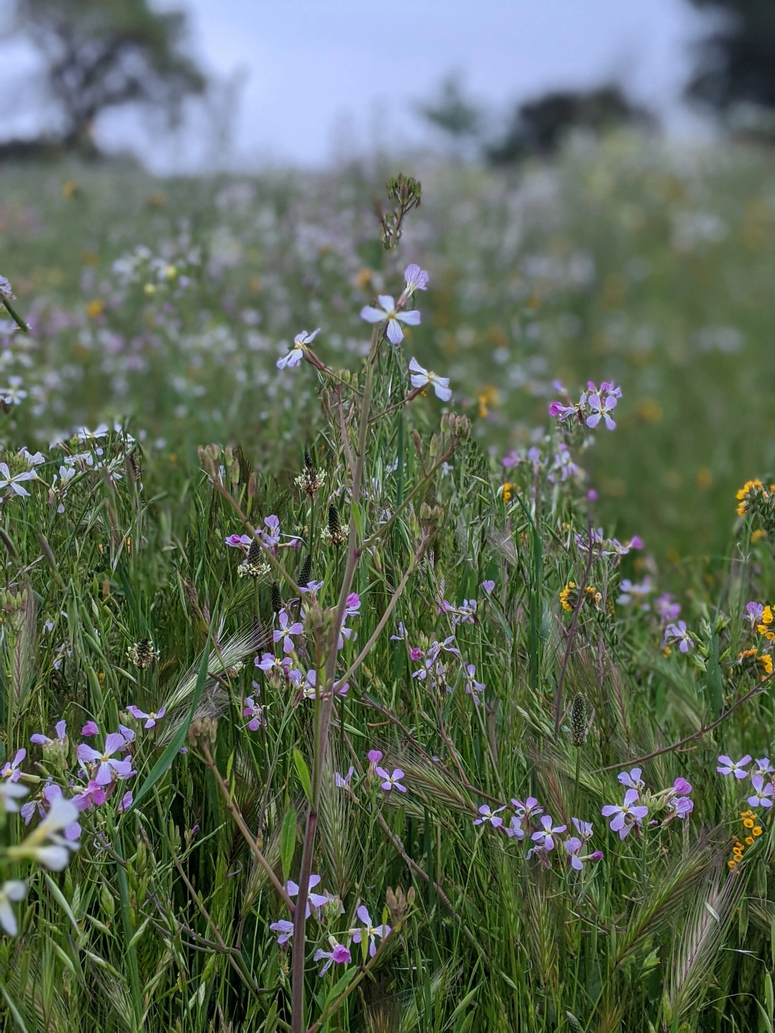 Flowers Alston.jpg