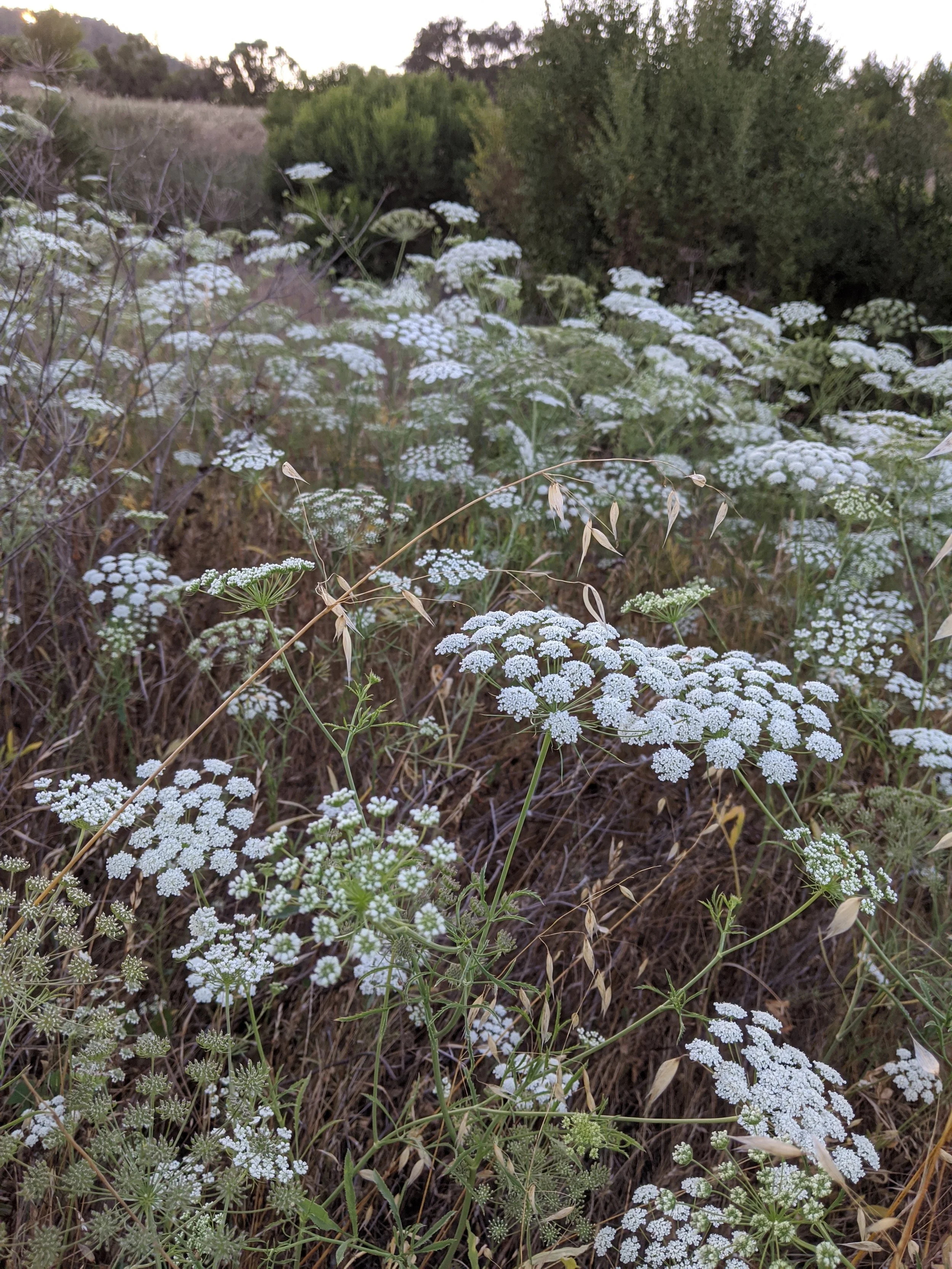Queen Anne's Lace Alston.jpg