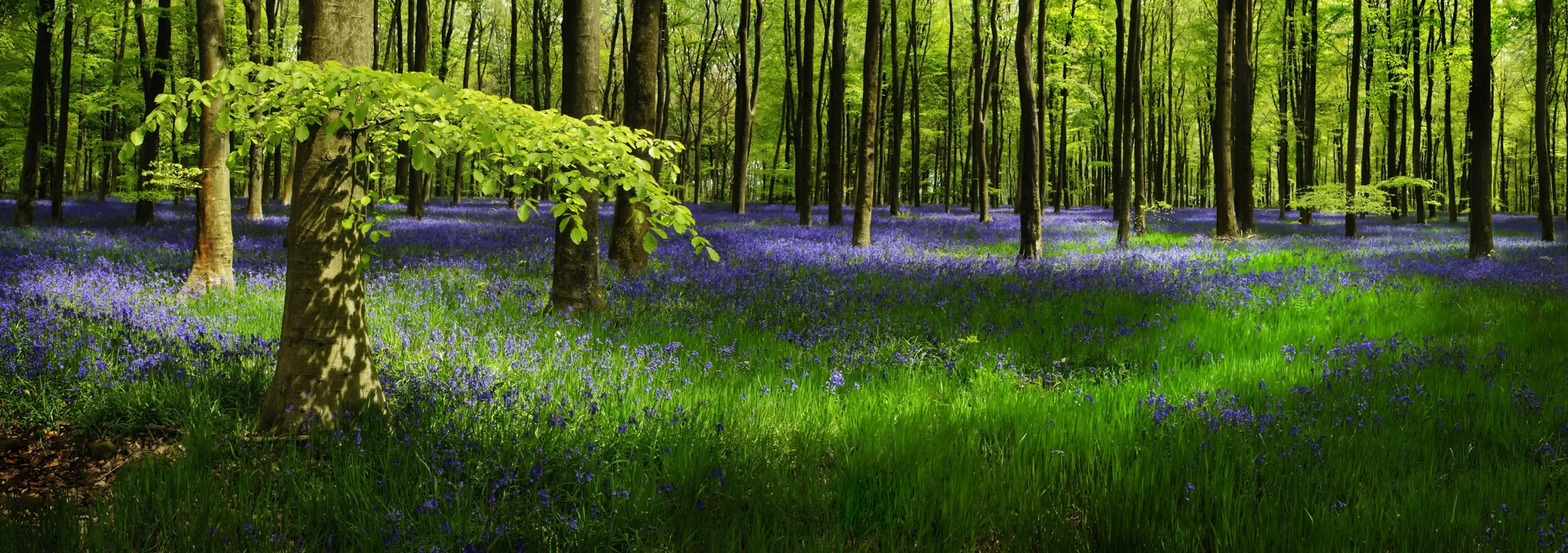 Collingbourne Woods-Pano 1-Edit4.jpg