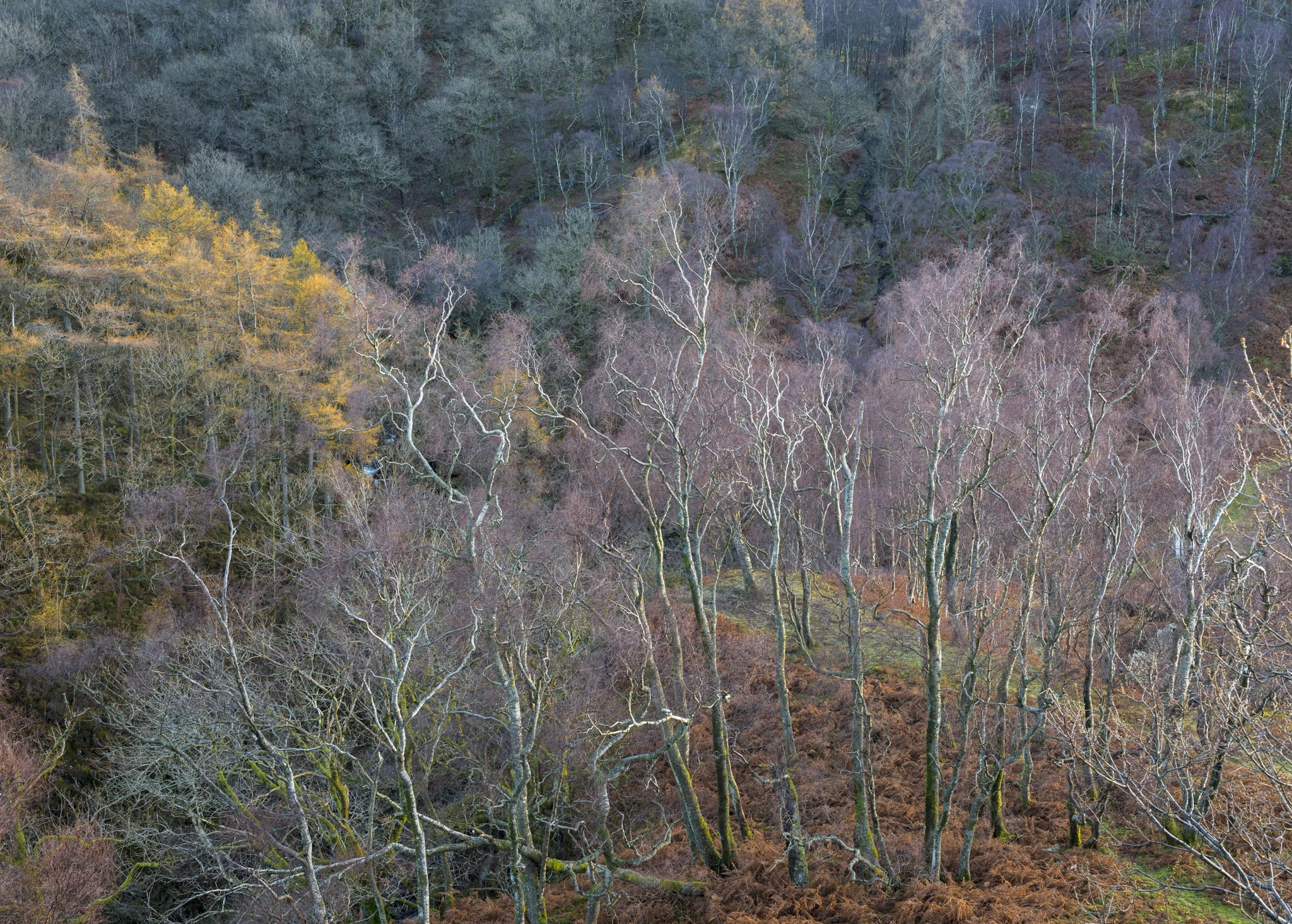 20141124-Borrowdale-358.jpg