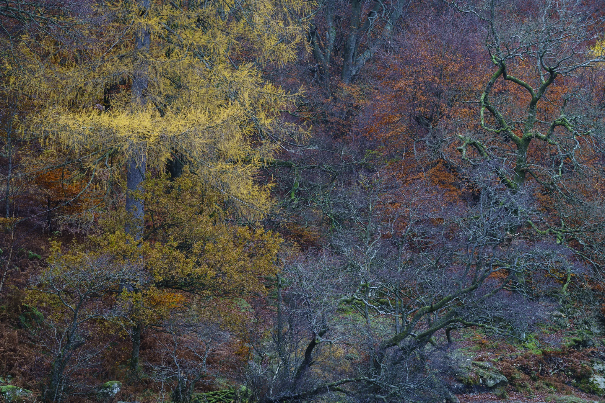 20161121-Ullswater-053.jpg