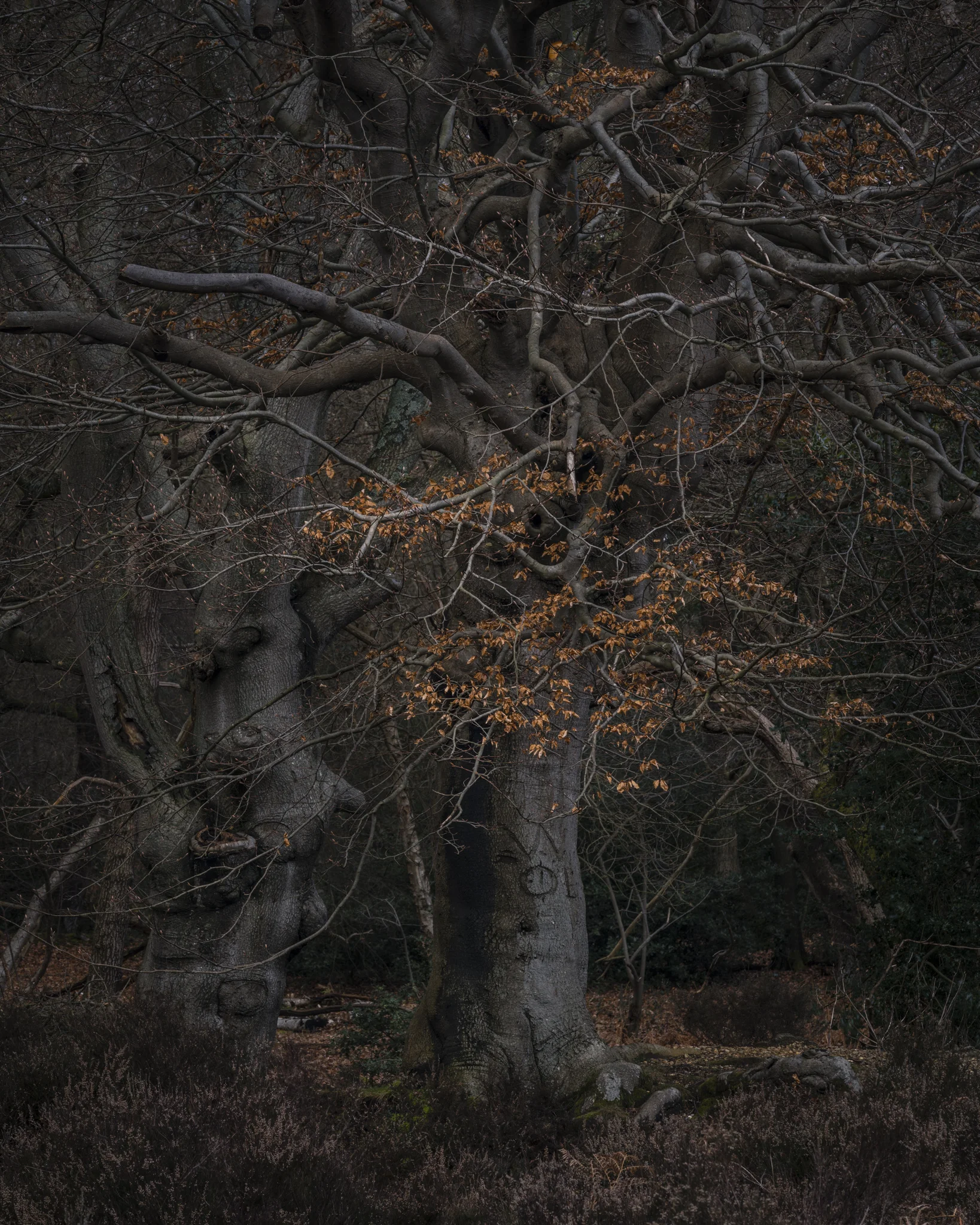 20180331-Burnham Beeches-105- Edit.jpg