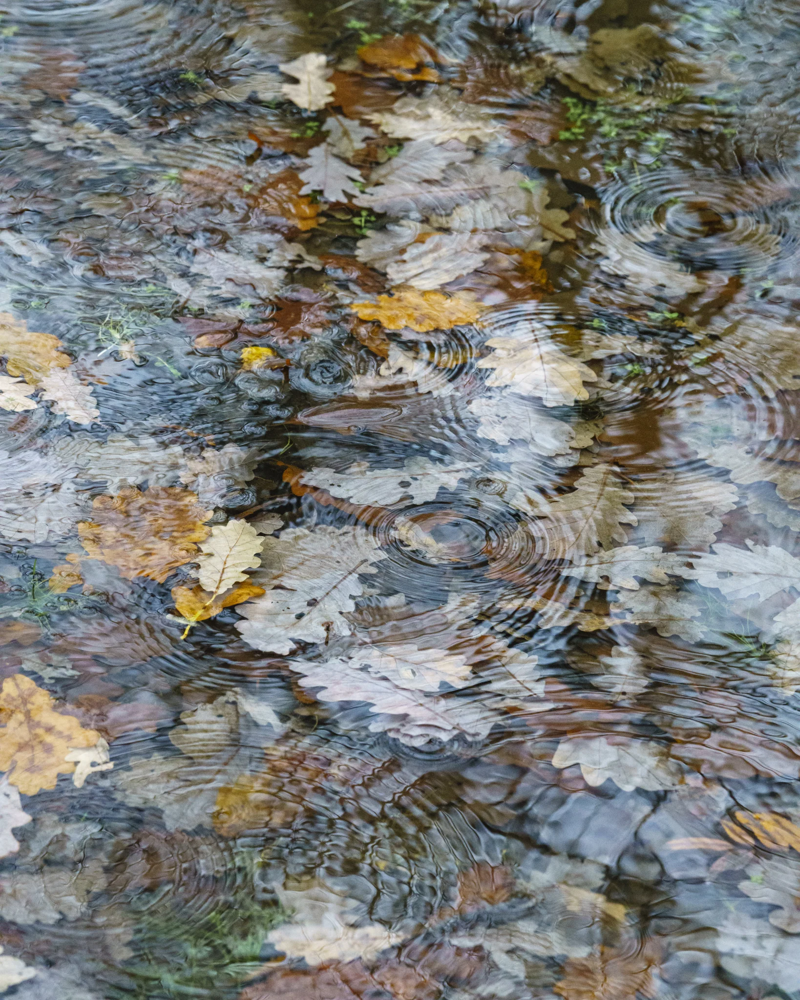 20161122-Borrowdale-040.jpg
