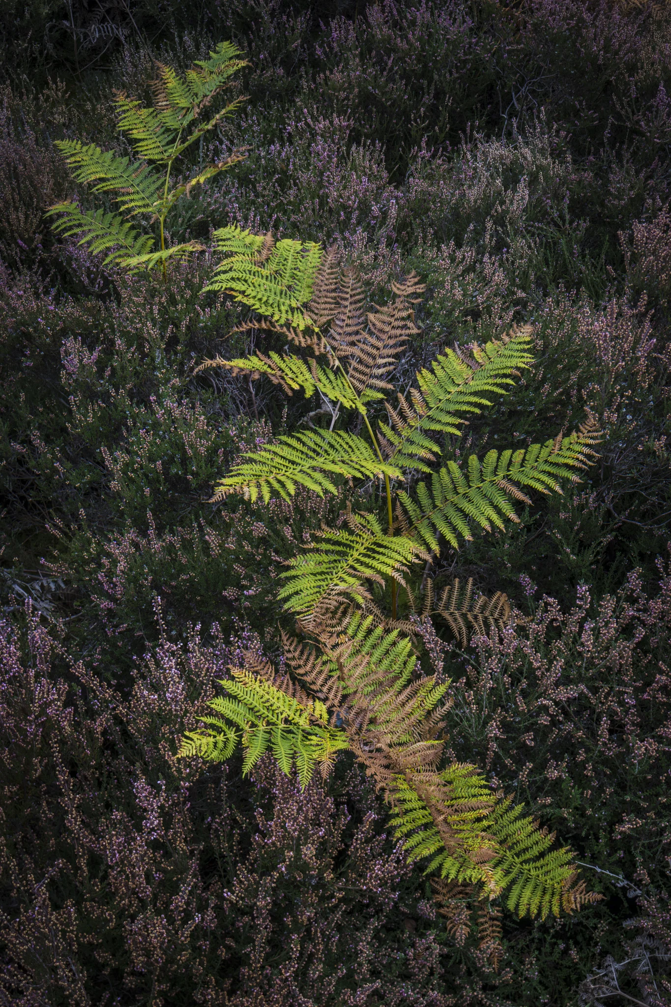 20160917-Snelsmore Common-009.jpg