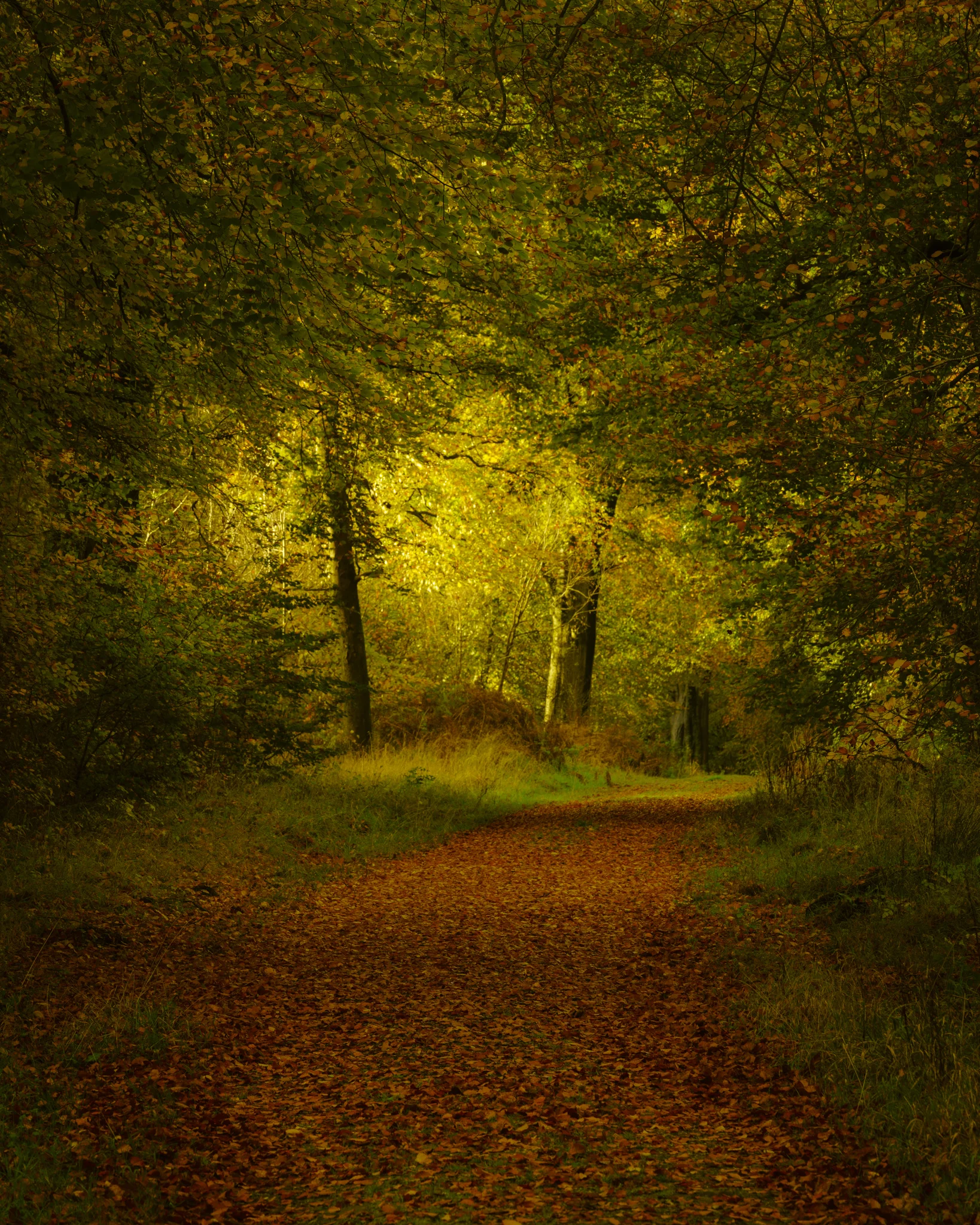 20171104-Savernake Forest-192- Edit.jpg