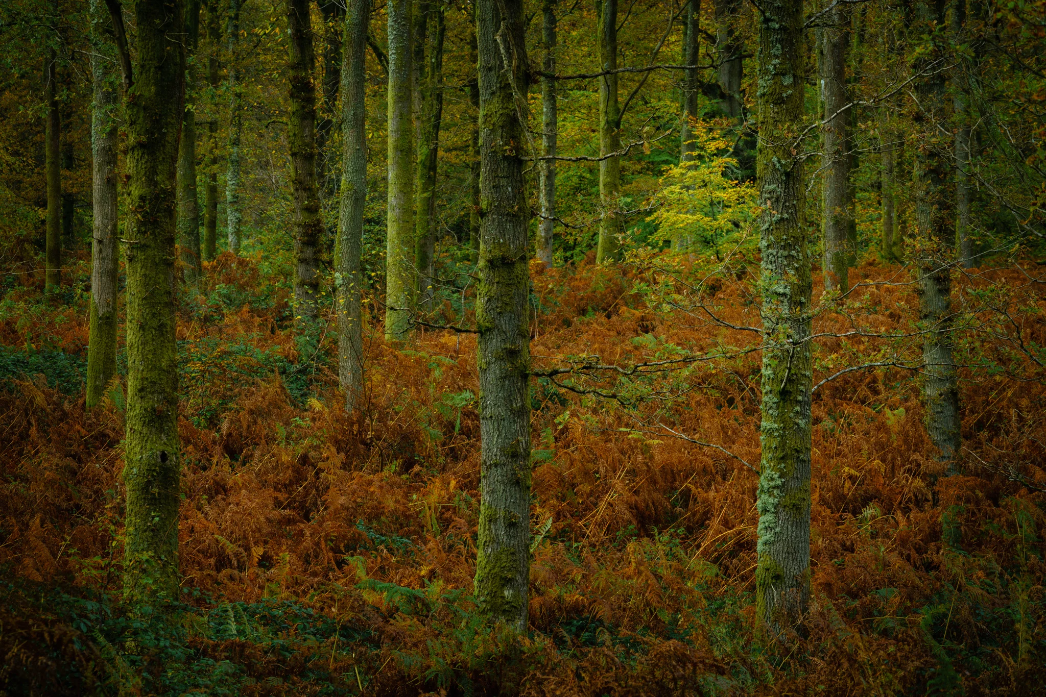 20171104-Savernake Forest-105-Edit.jpg