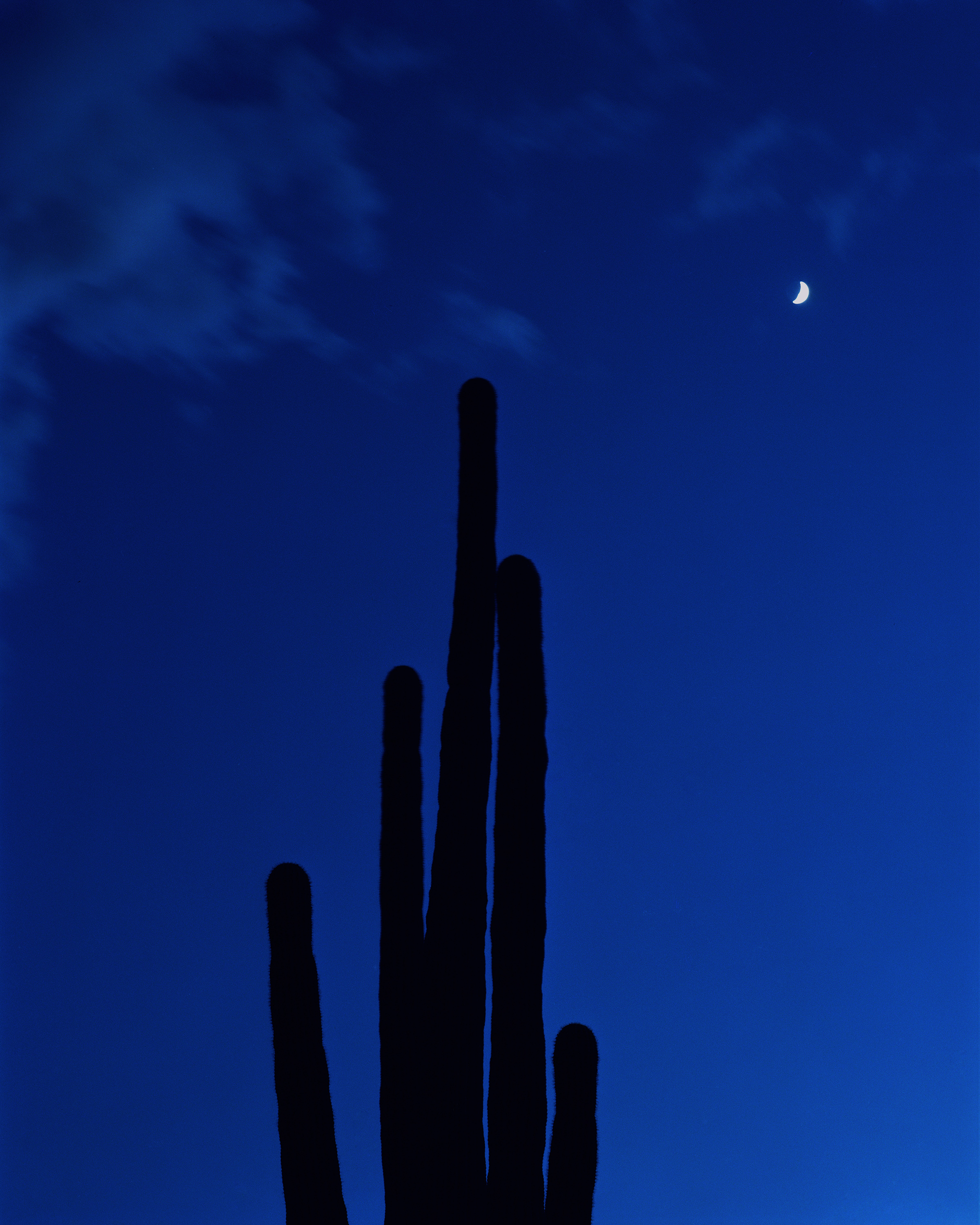 saguaro-004.jpg