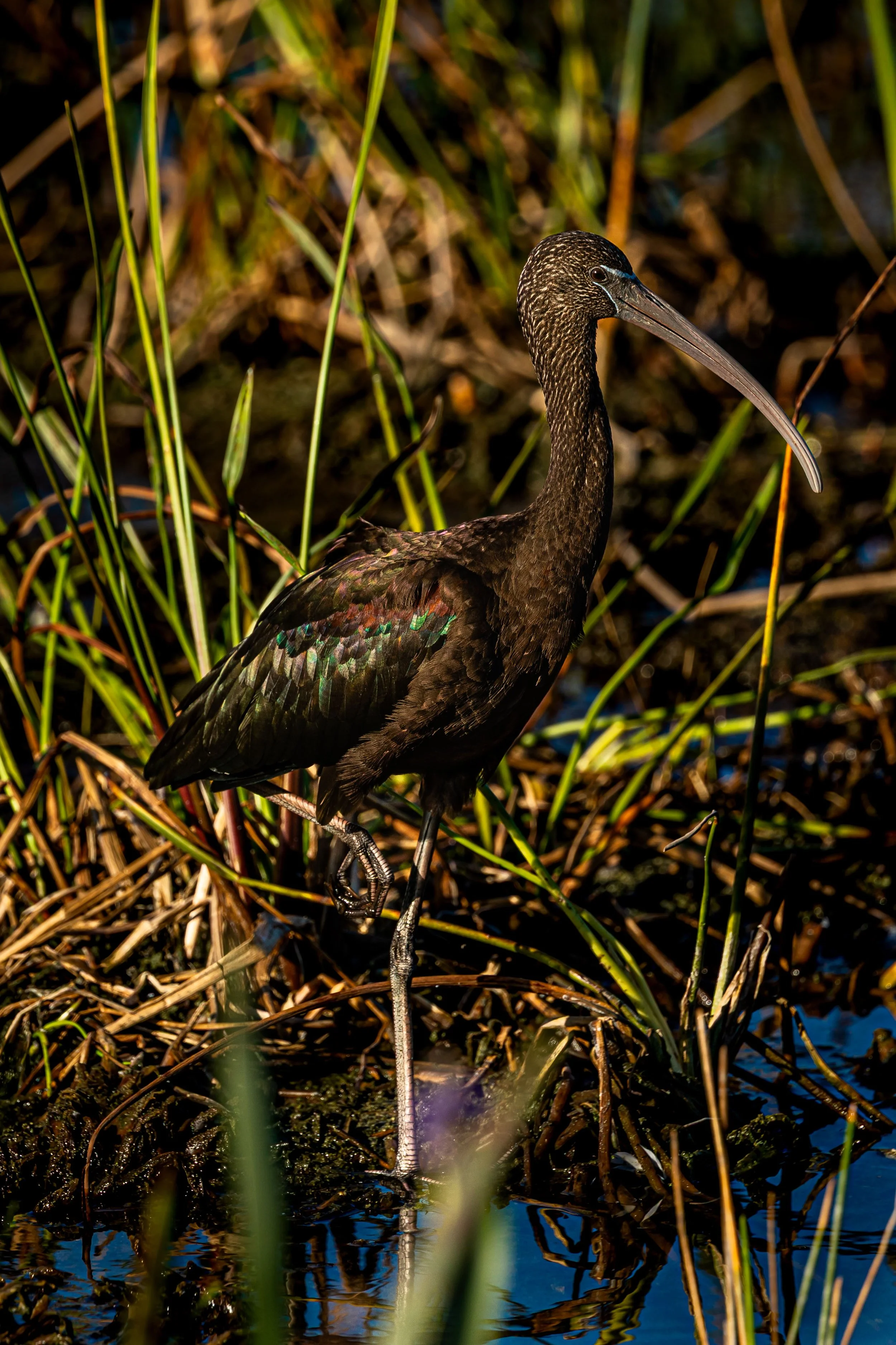 Glossy Ibis Pose.jpg