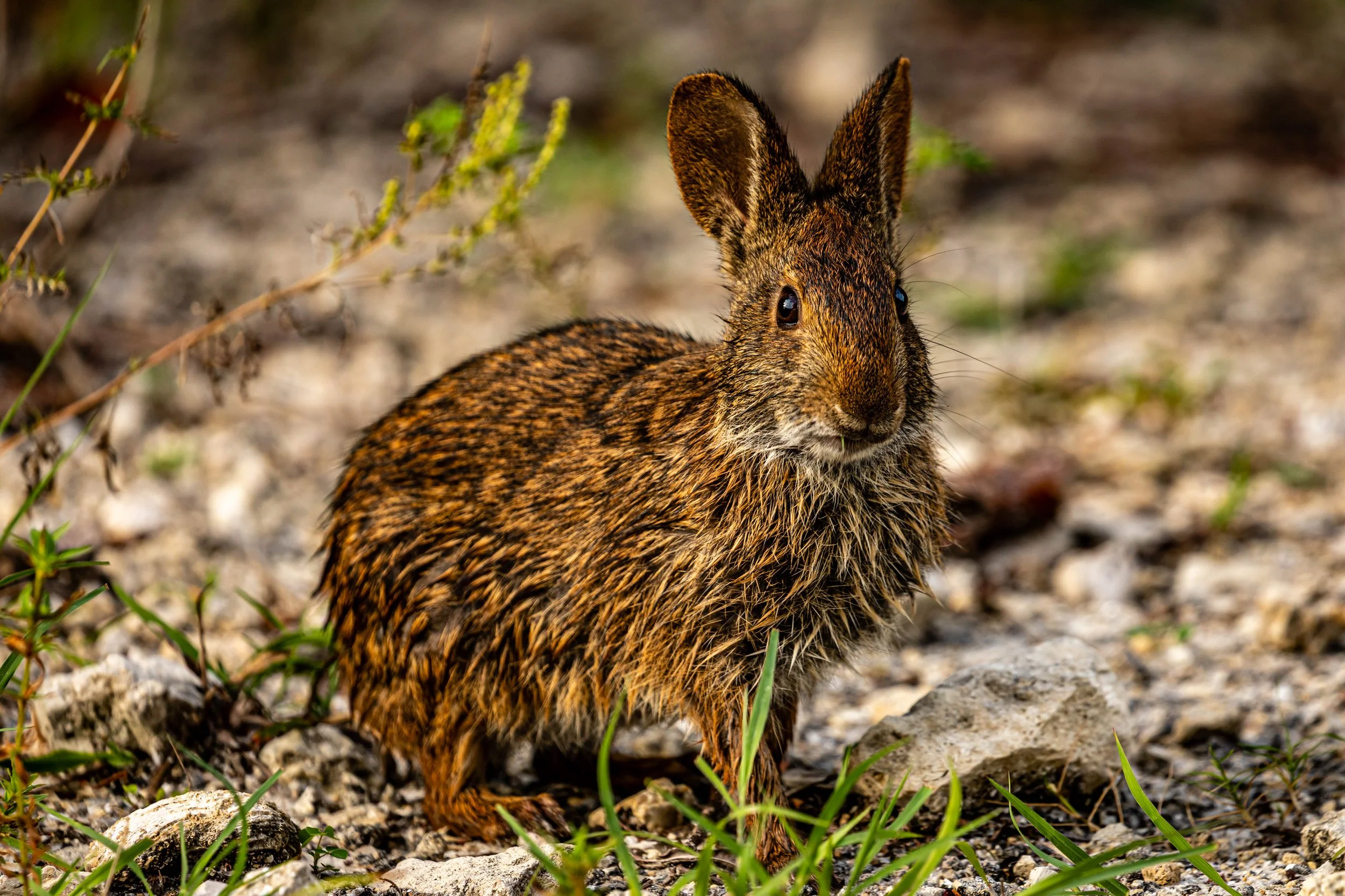 Marsh Rabbit.jpg