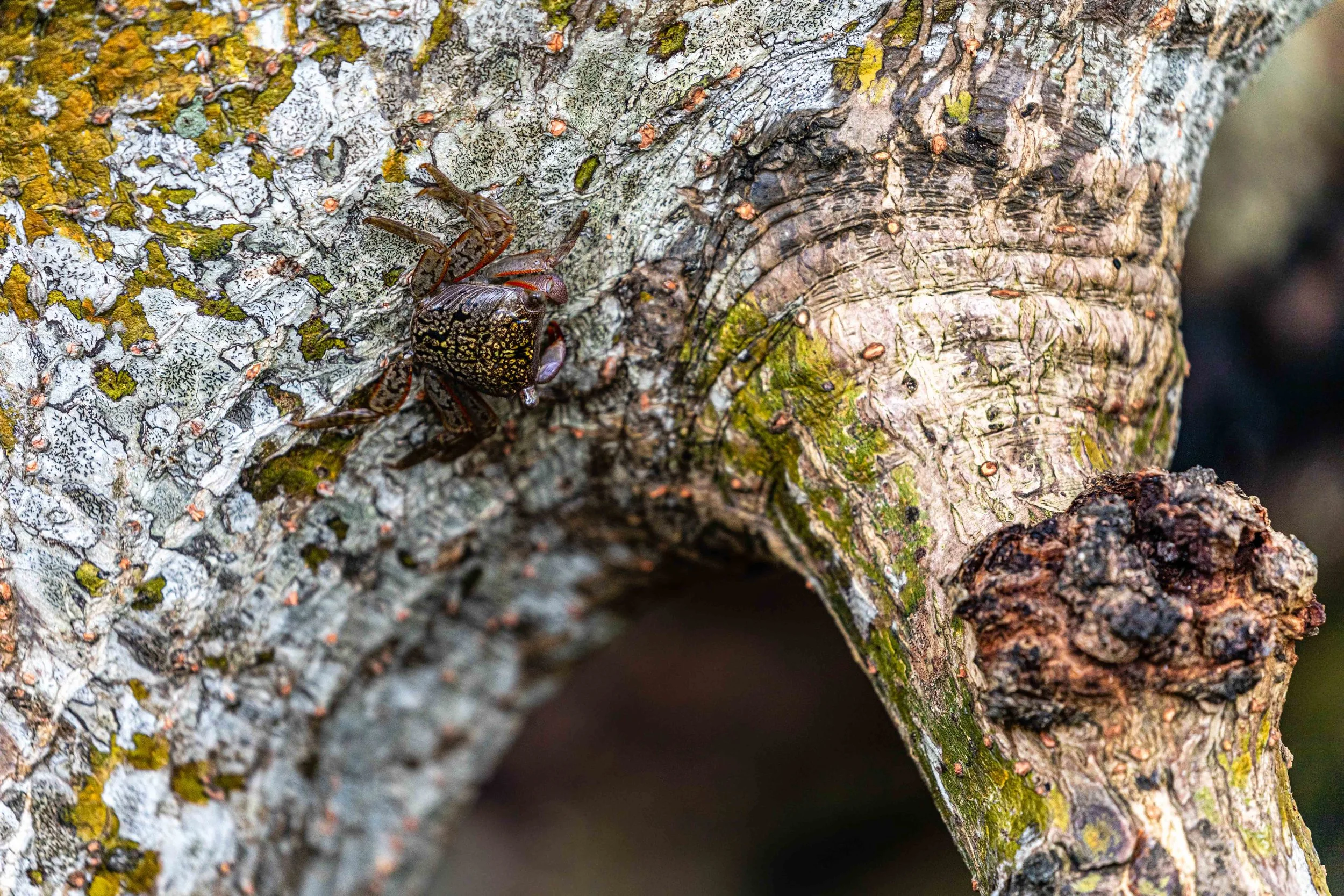Mangrove Tree Crab on mangrove.jpg