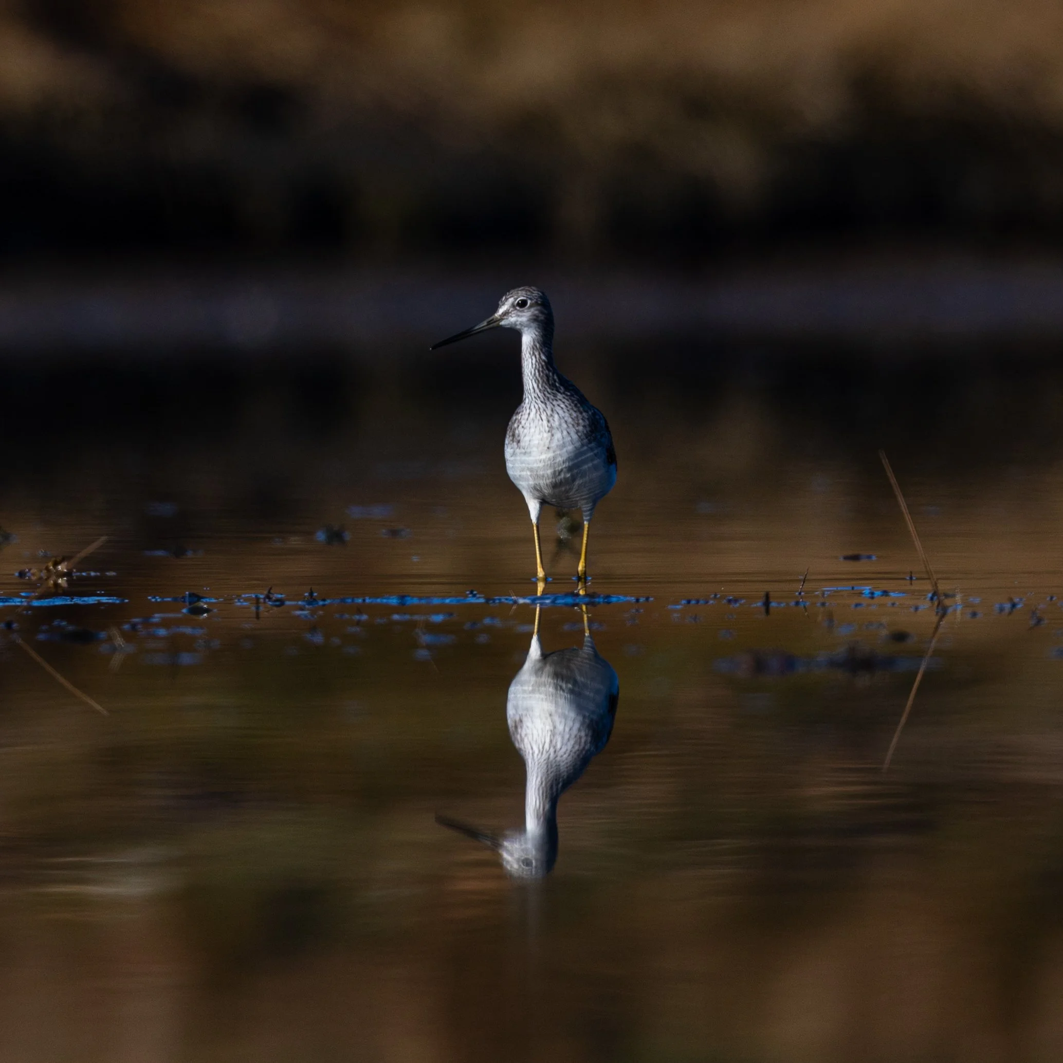 Greater Yellowlegs