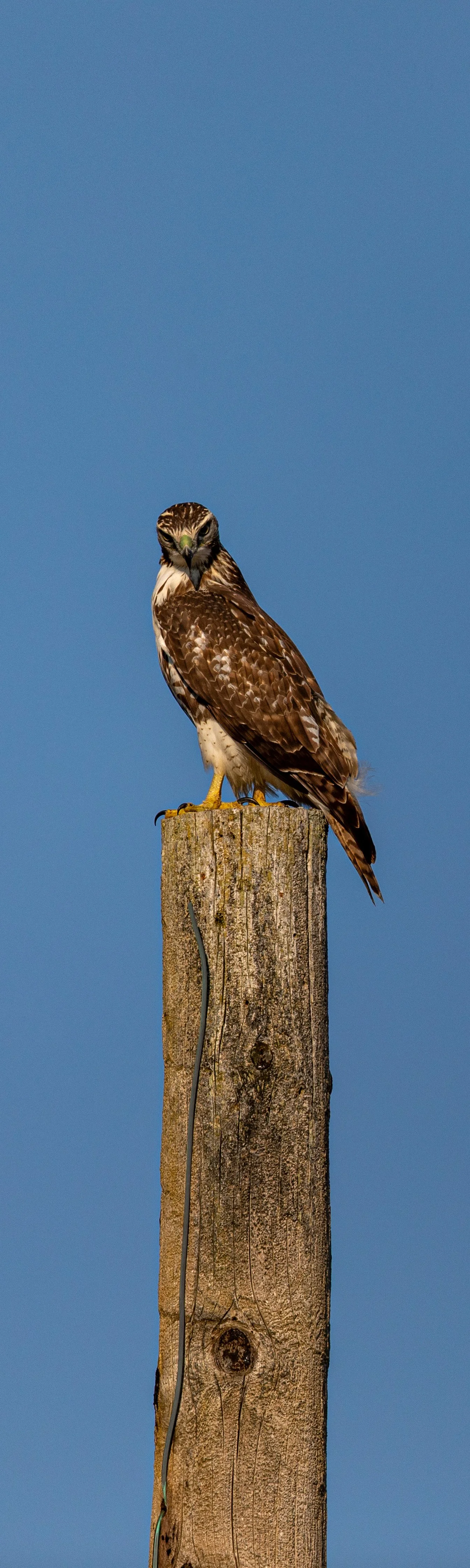 Coopers Hawk