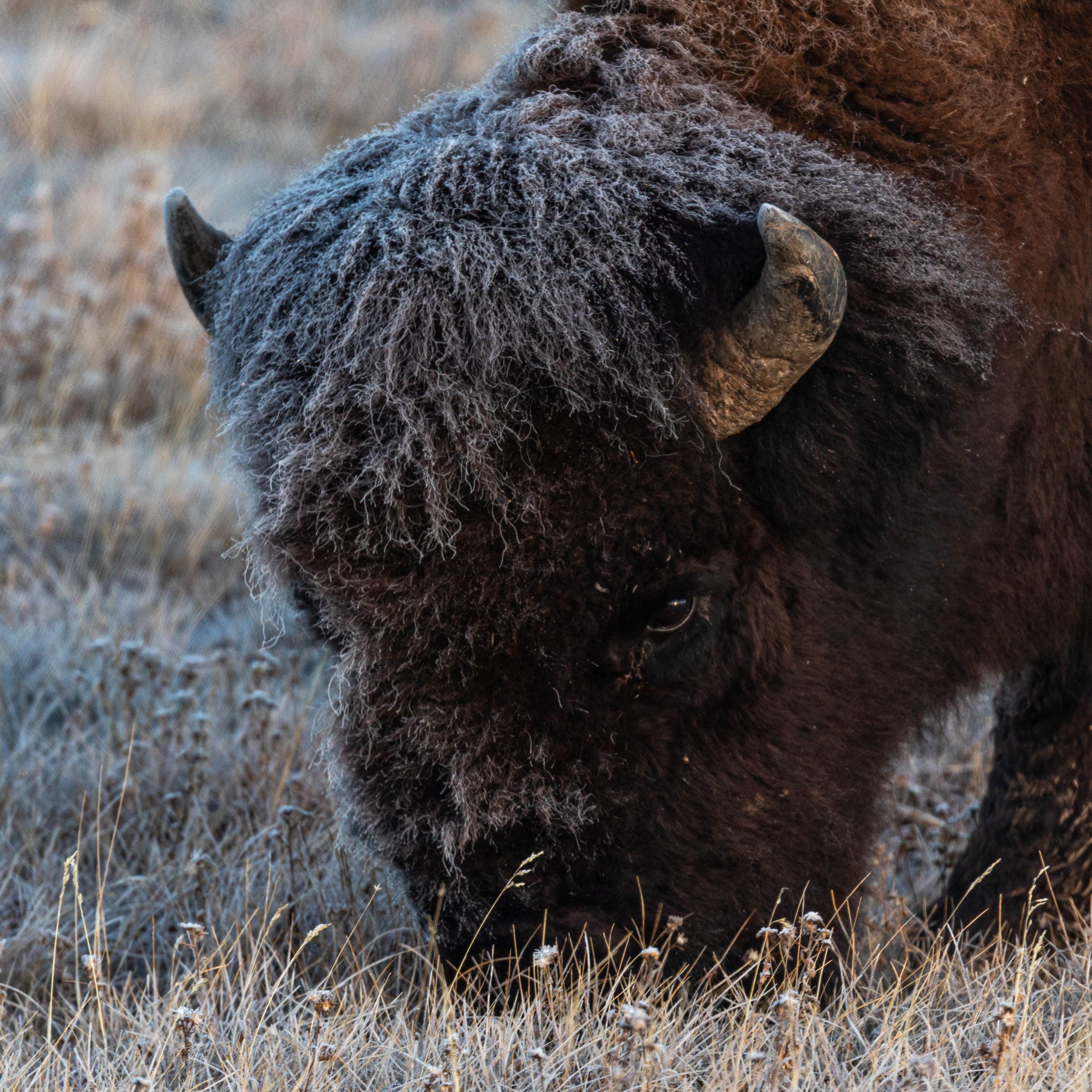 American Bison
