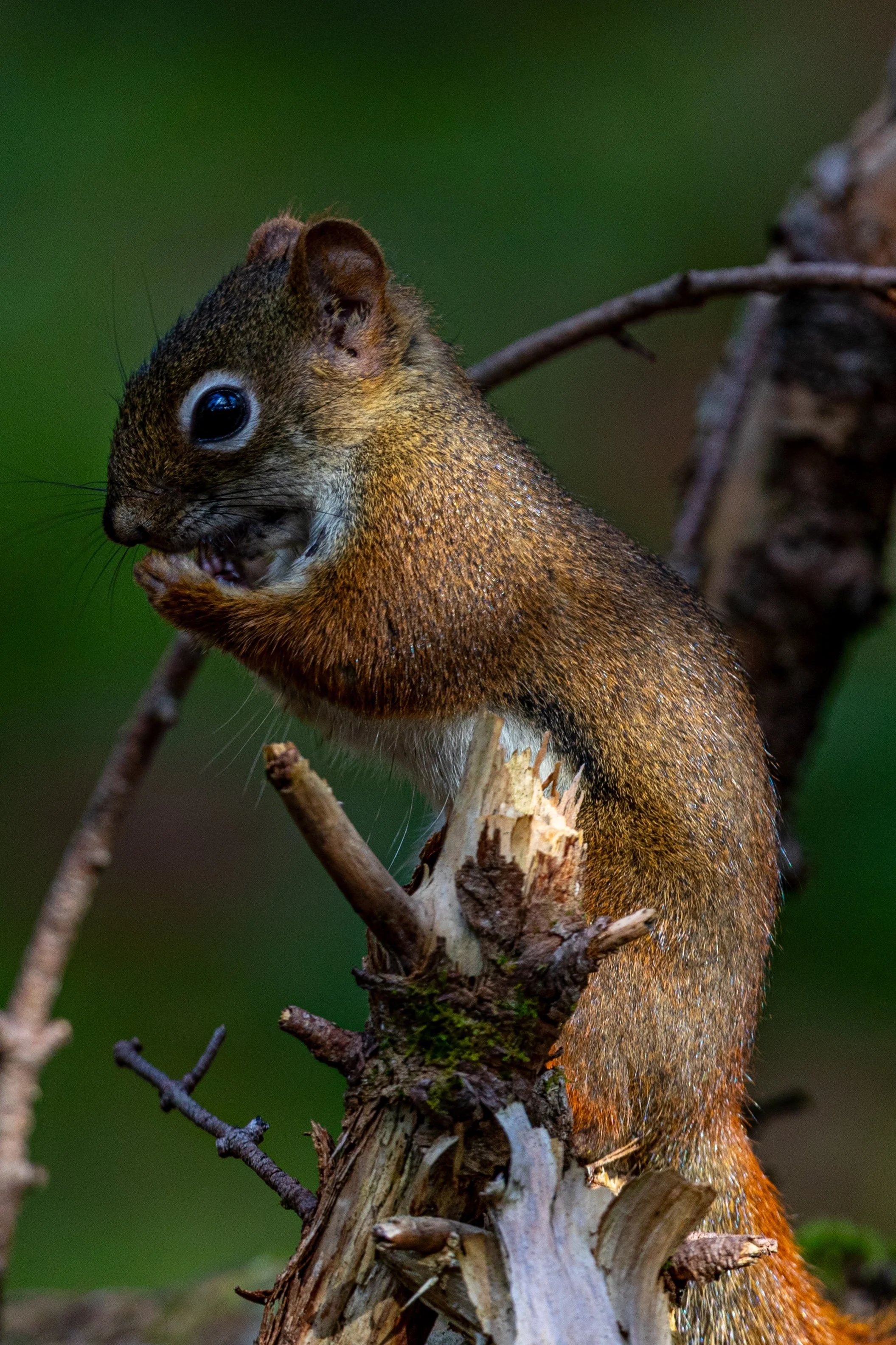 Red Squirrel