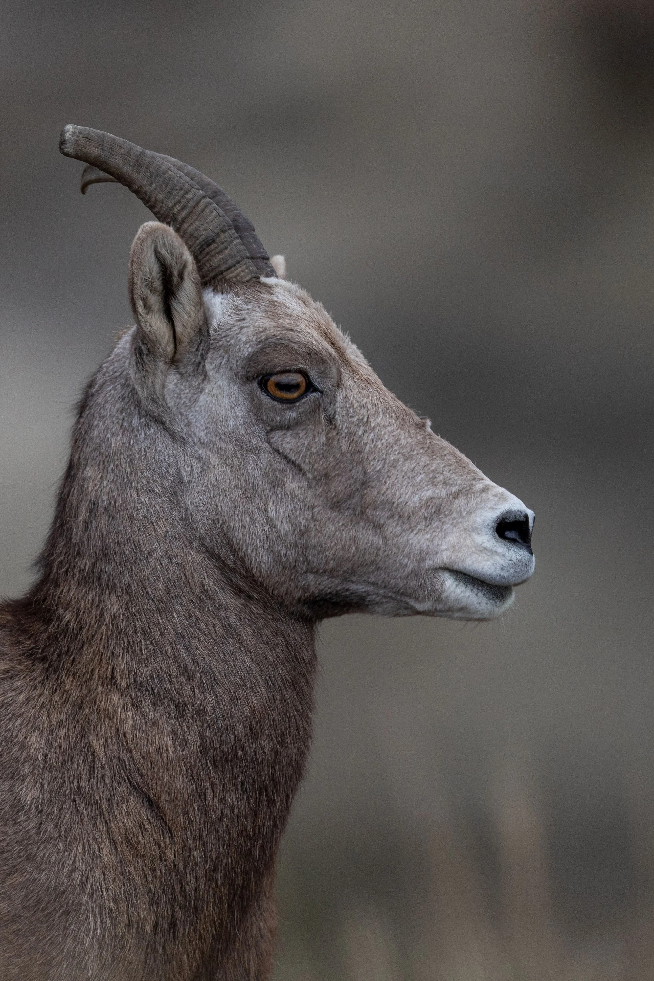 Bighorn Sheep