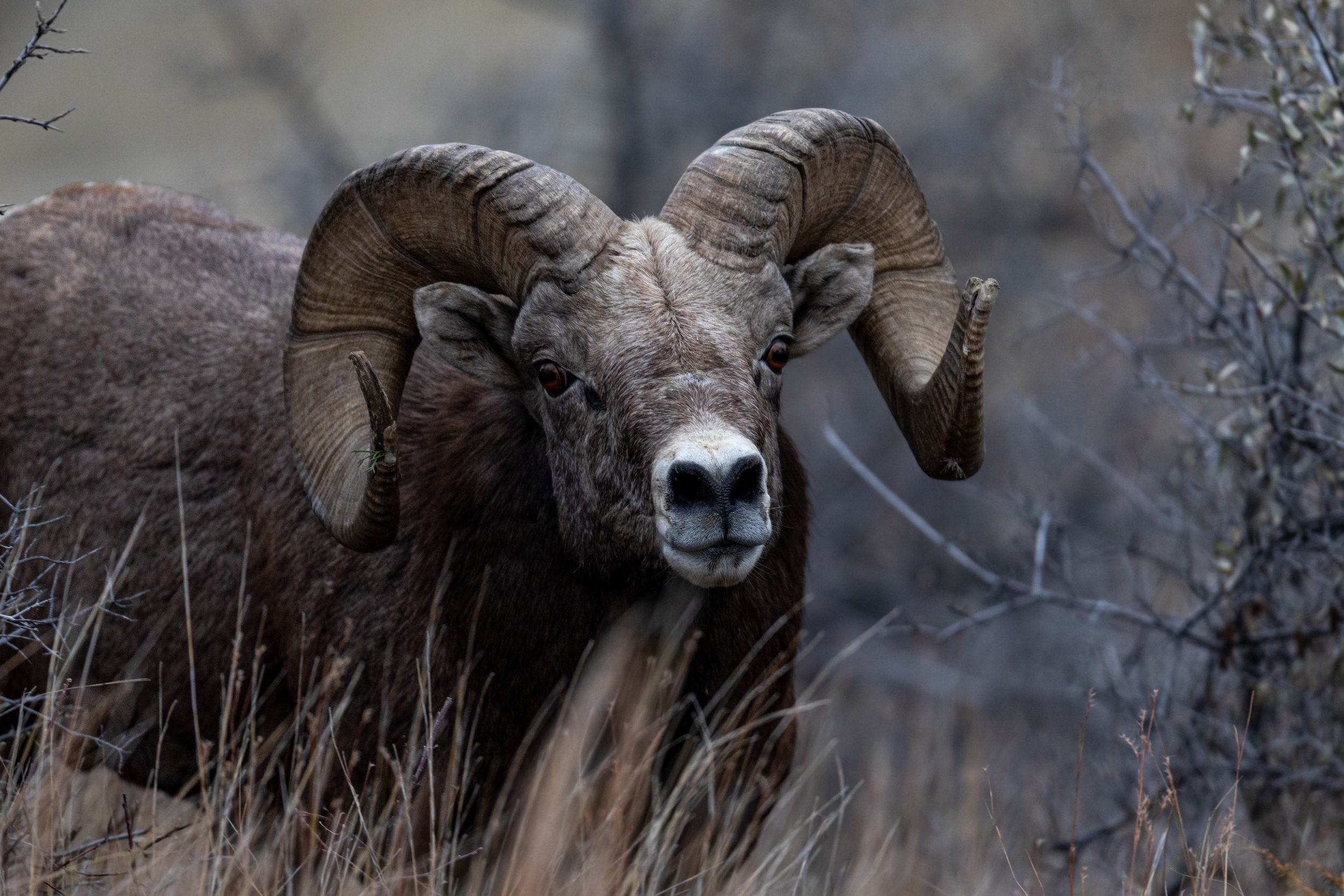 Bighorn Sheep