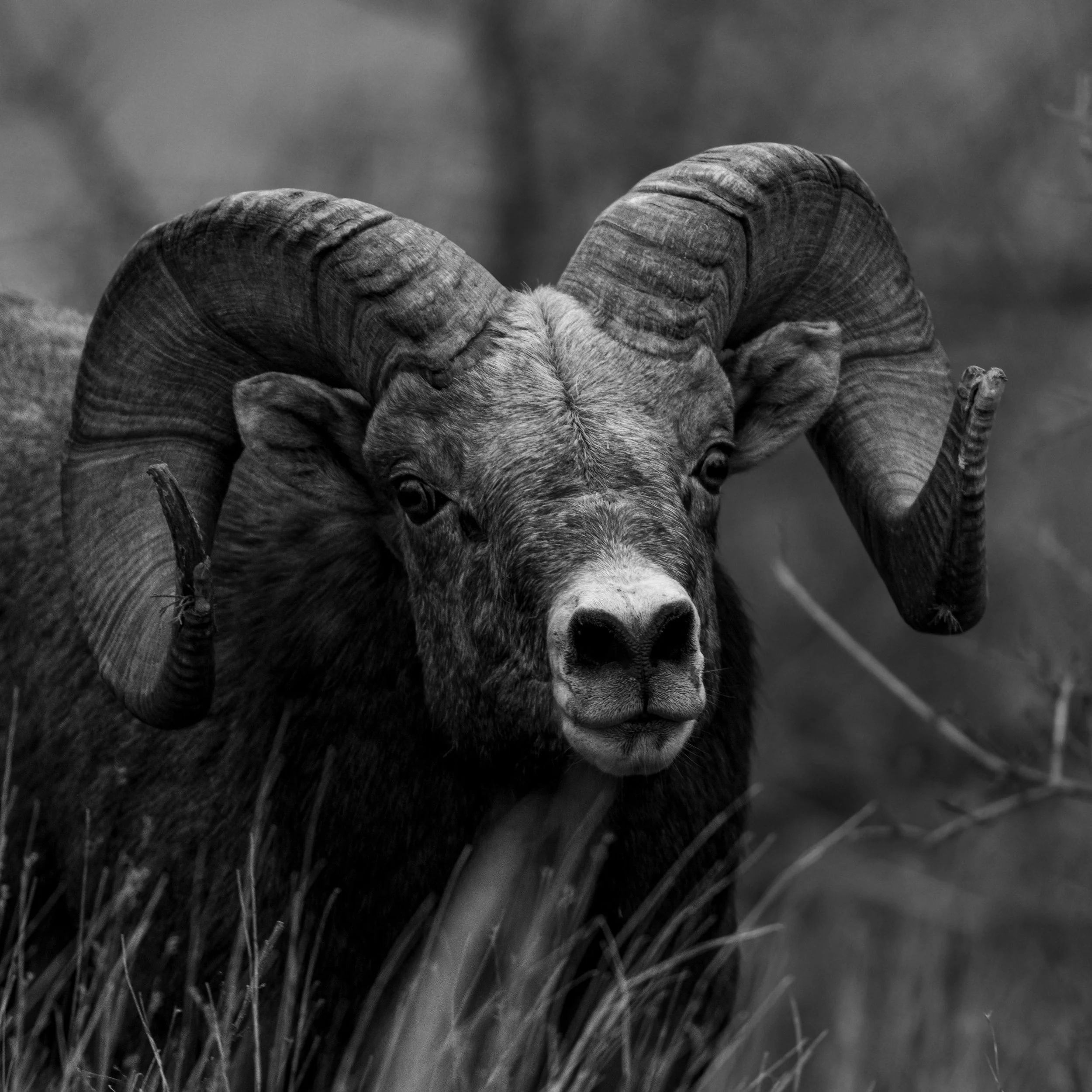 Bighorn Sheep
