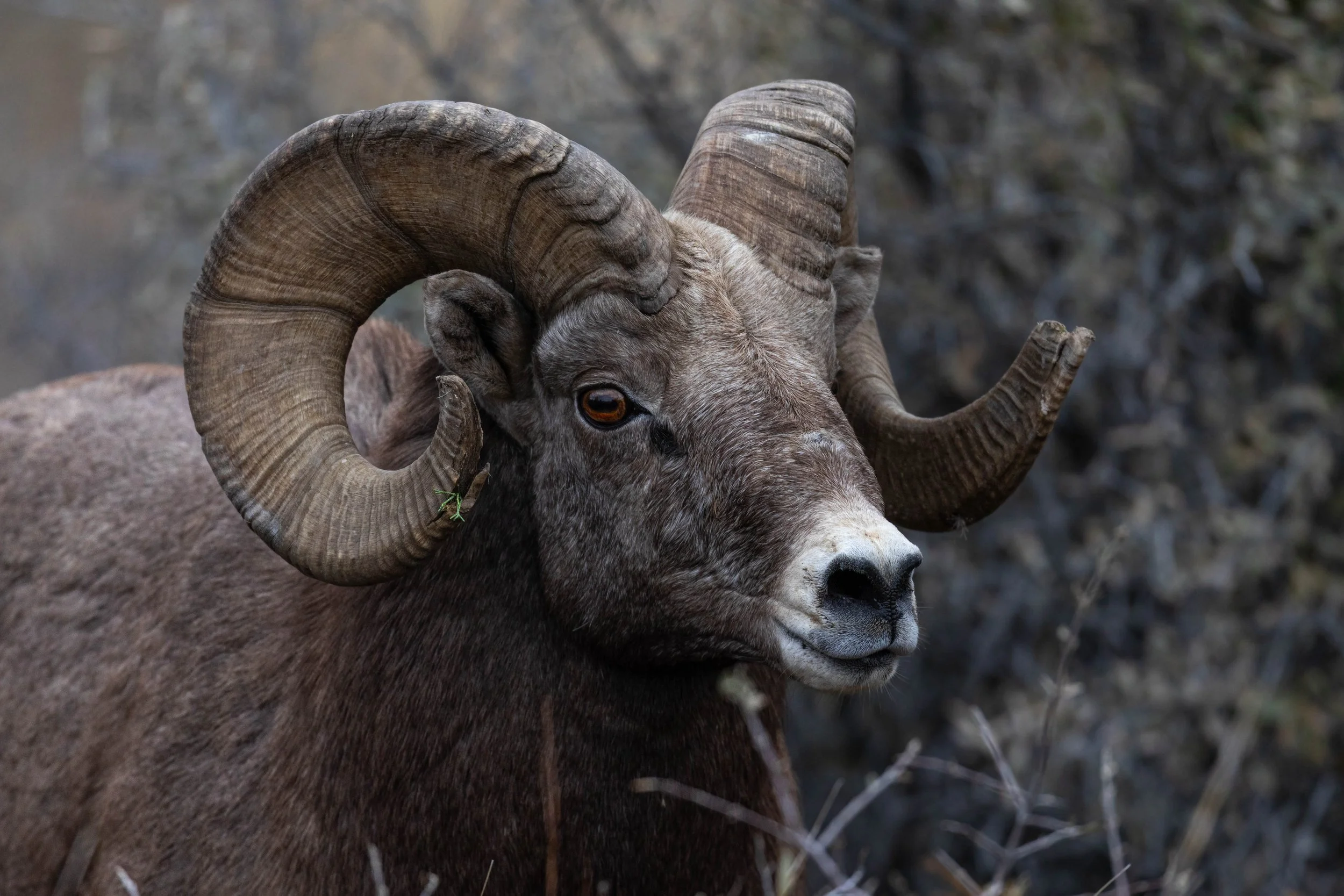 Bighorn Sheep