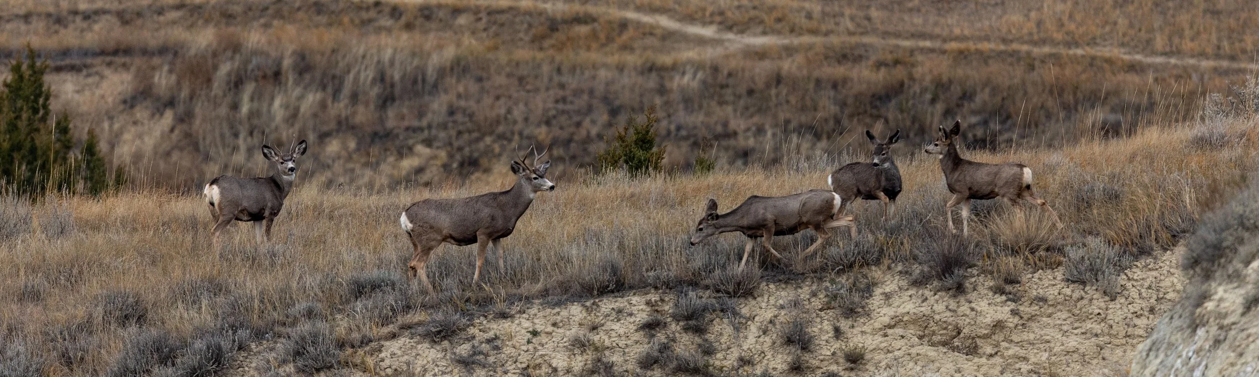 Mule Deer