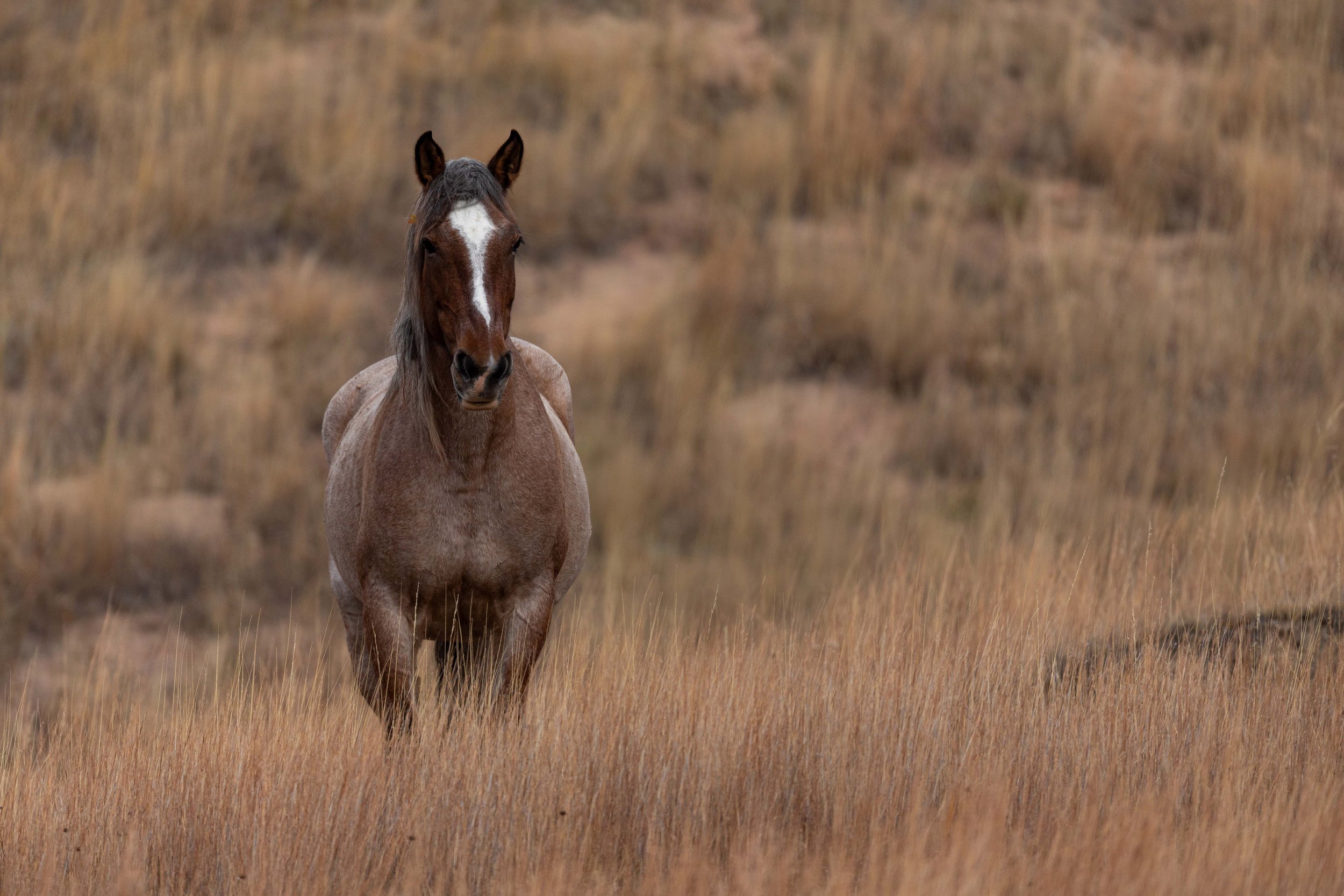 Nakota Horse